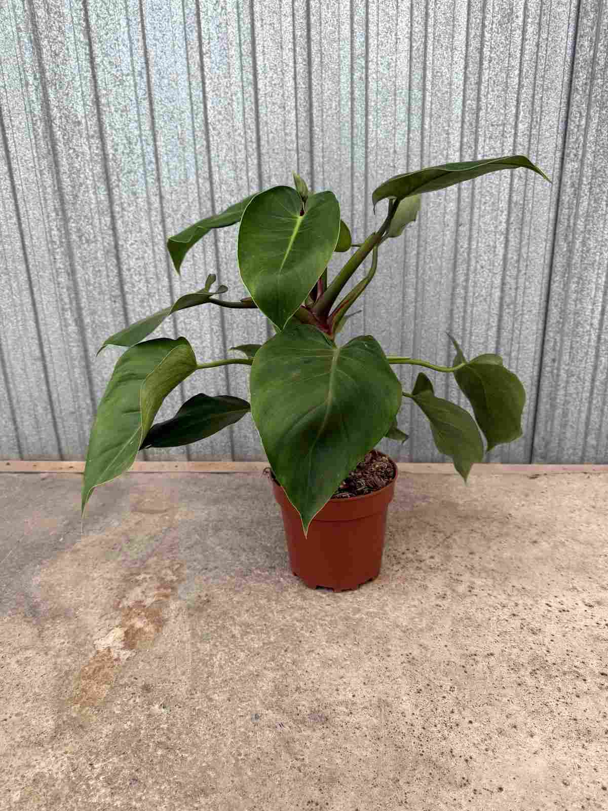 PHILODENDRON GREEN EMERALD C 17