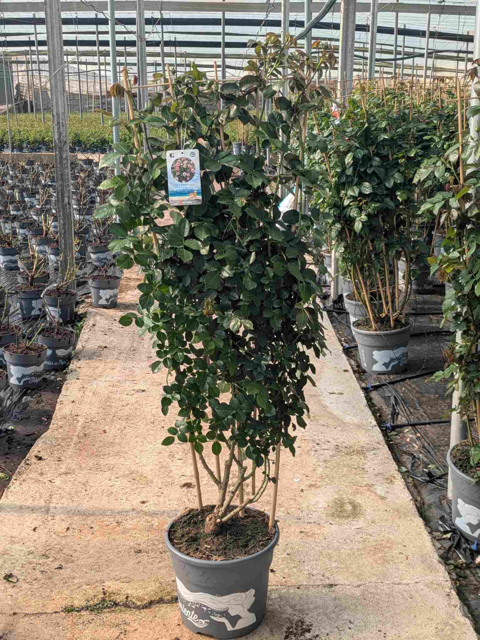 ROSAL MEILLAND TREPADOR C 35 ESPALDERA 1.50 M