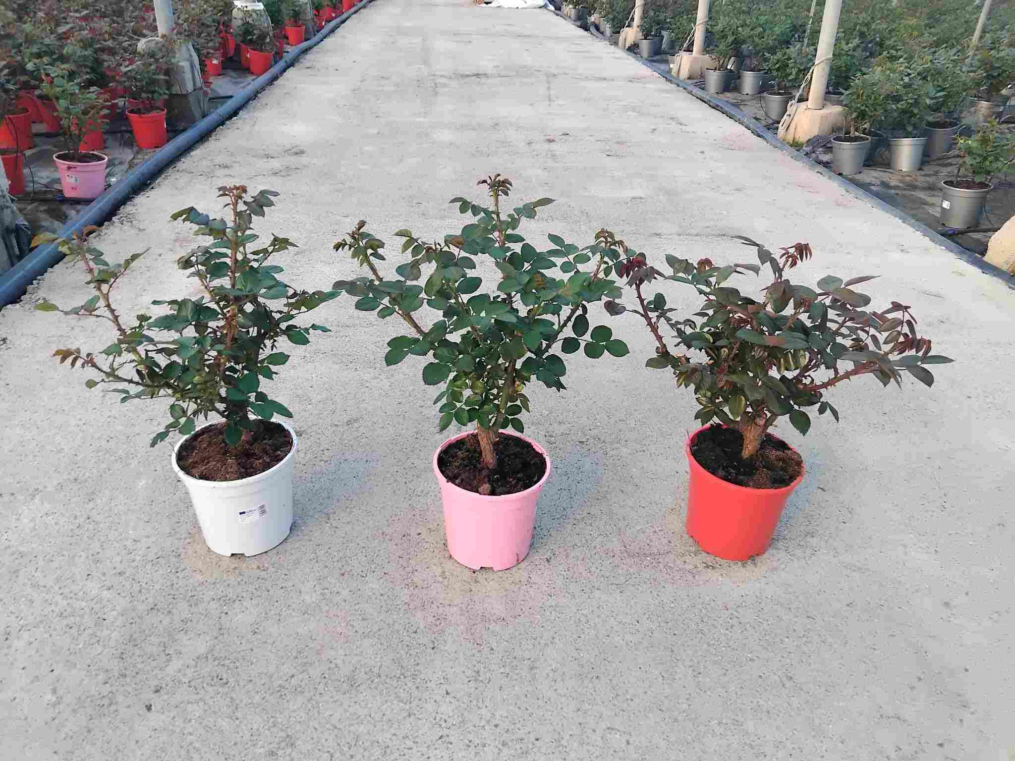 ROSAL GRANDIFLORA C 17 ARBUSTIVO TST