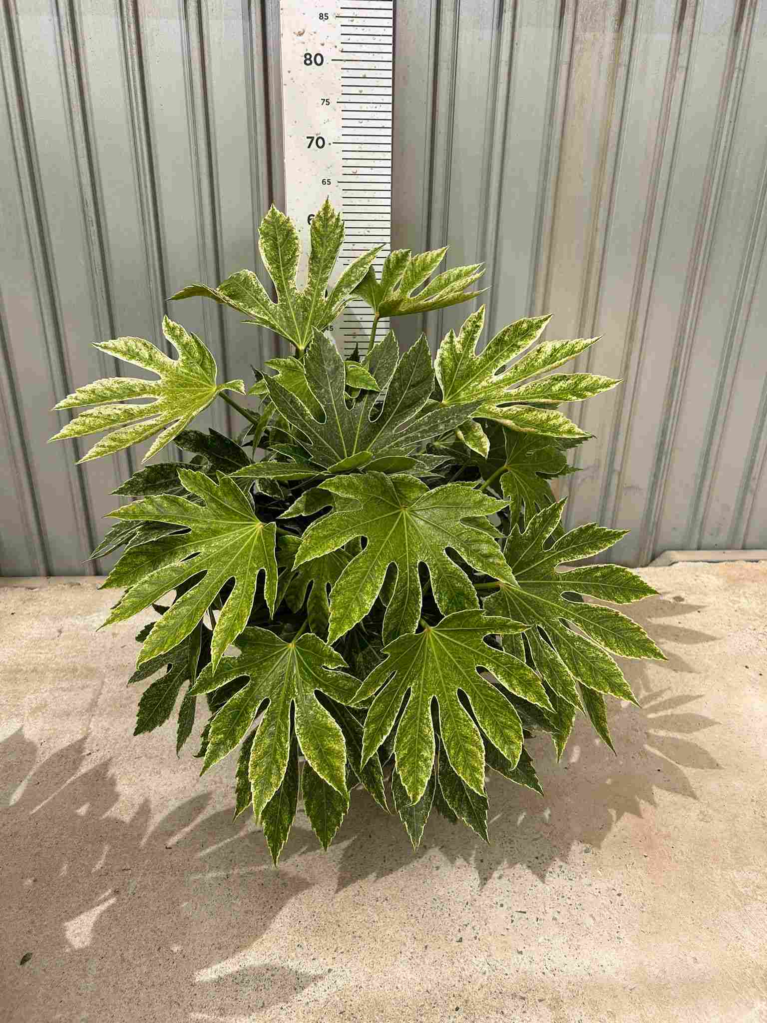 ARALIA SPIDER WEB C 27