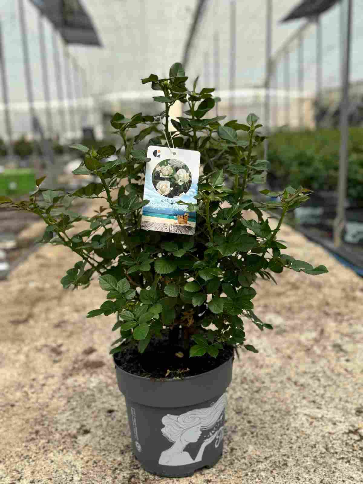 ROSAL GRANDIFLORA C 23 2 PLANTAS