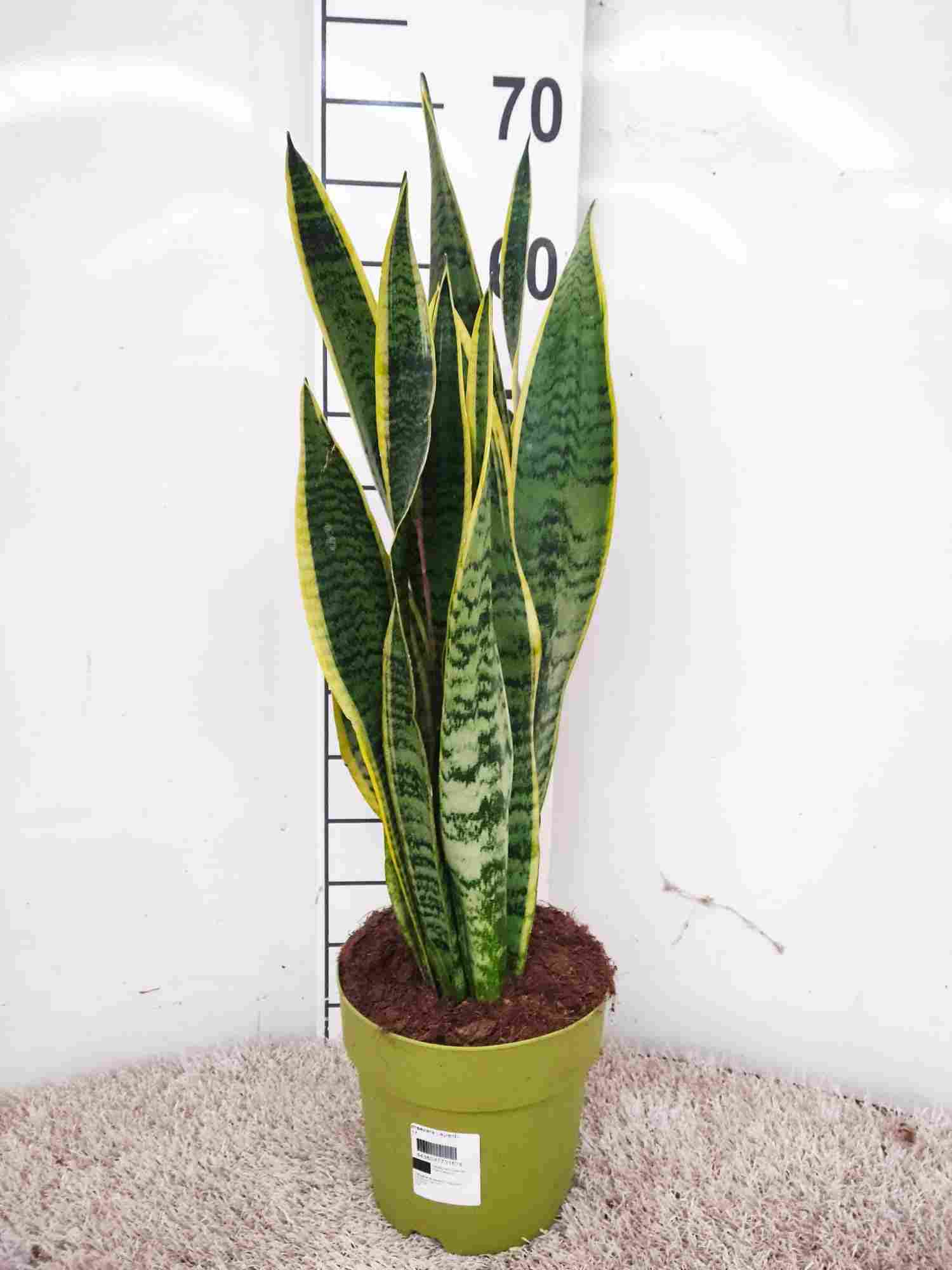 SANSEVIERIA LAURENTTI C 17