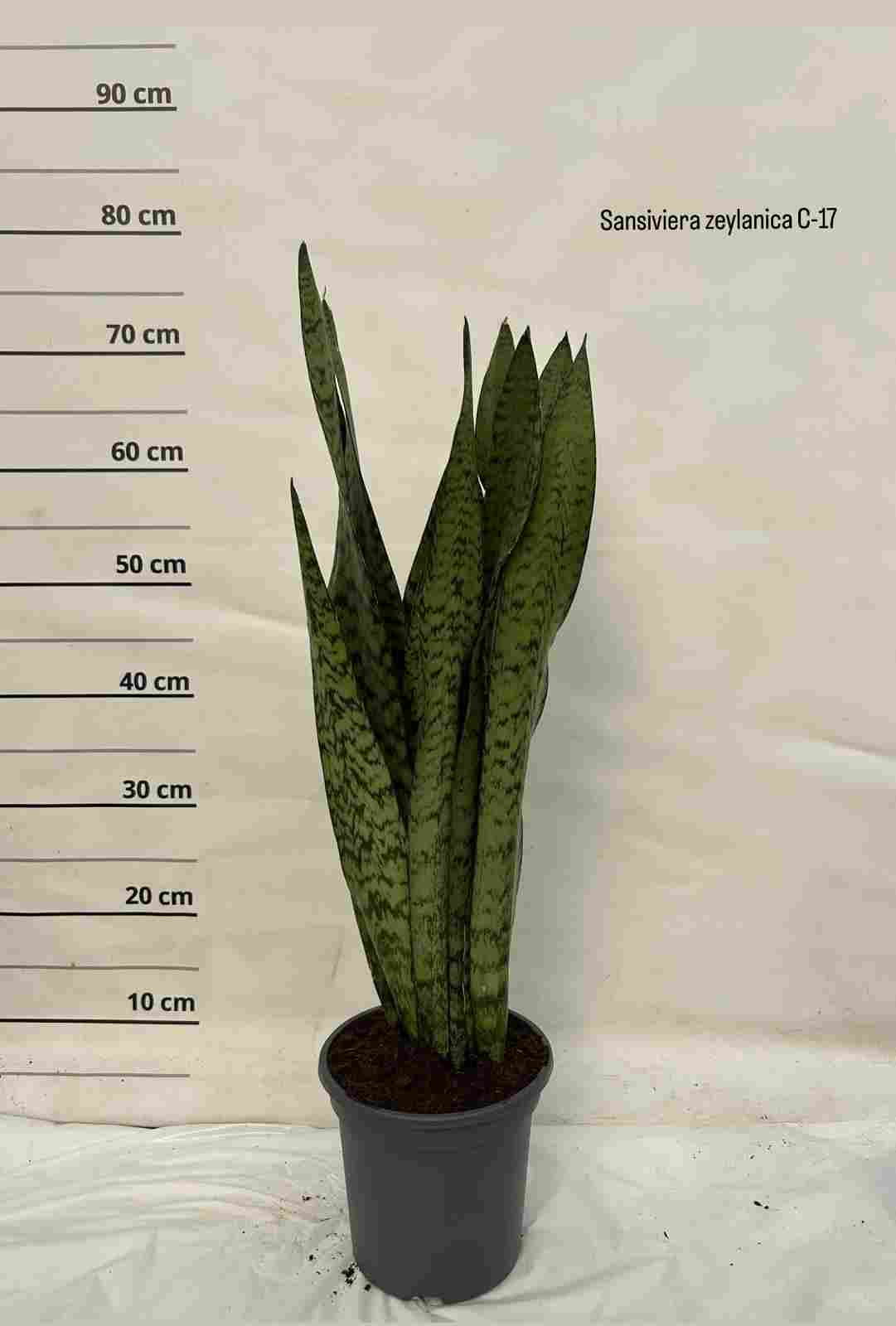SANSEVIERIA ZEILANICA C 17
