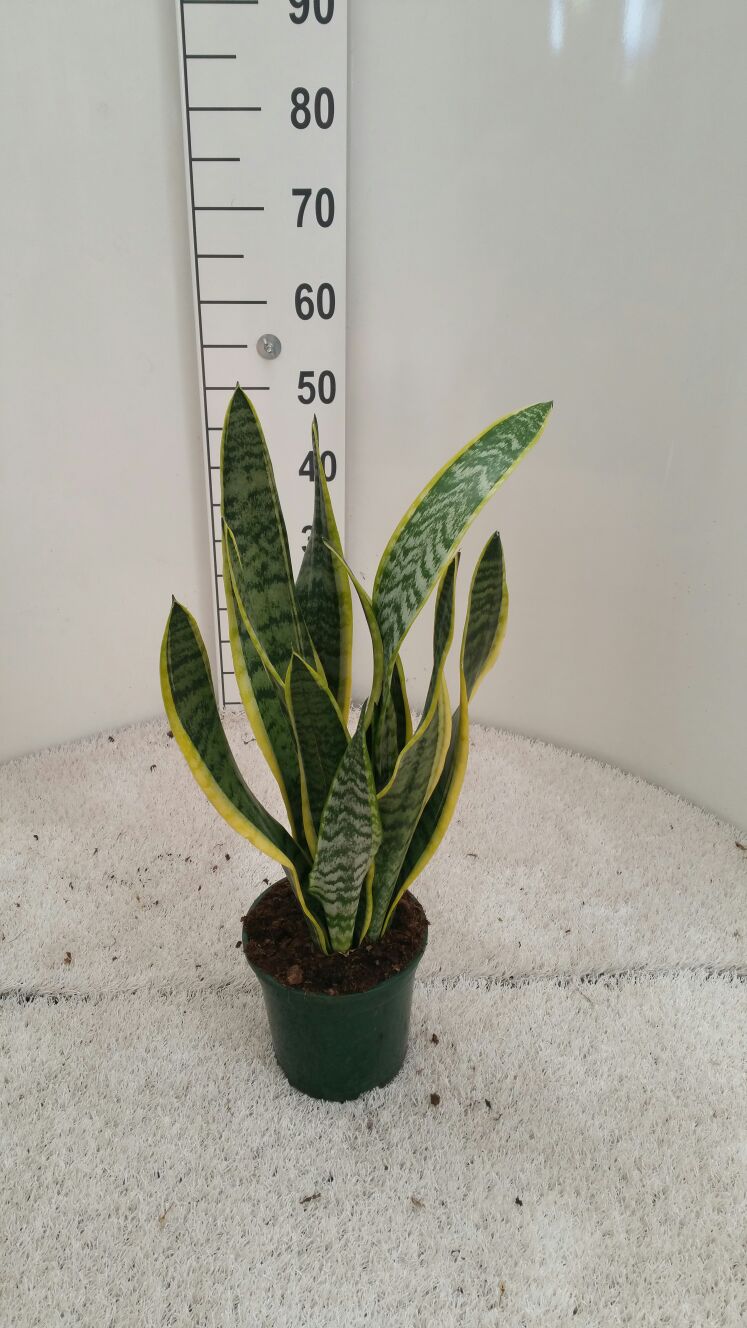SANSEVIERIA LAURENTTI C 17 50 CM-60 CM