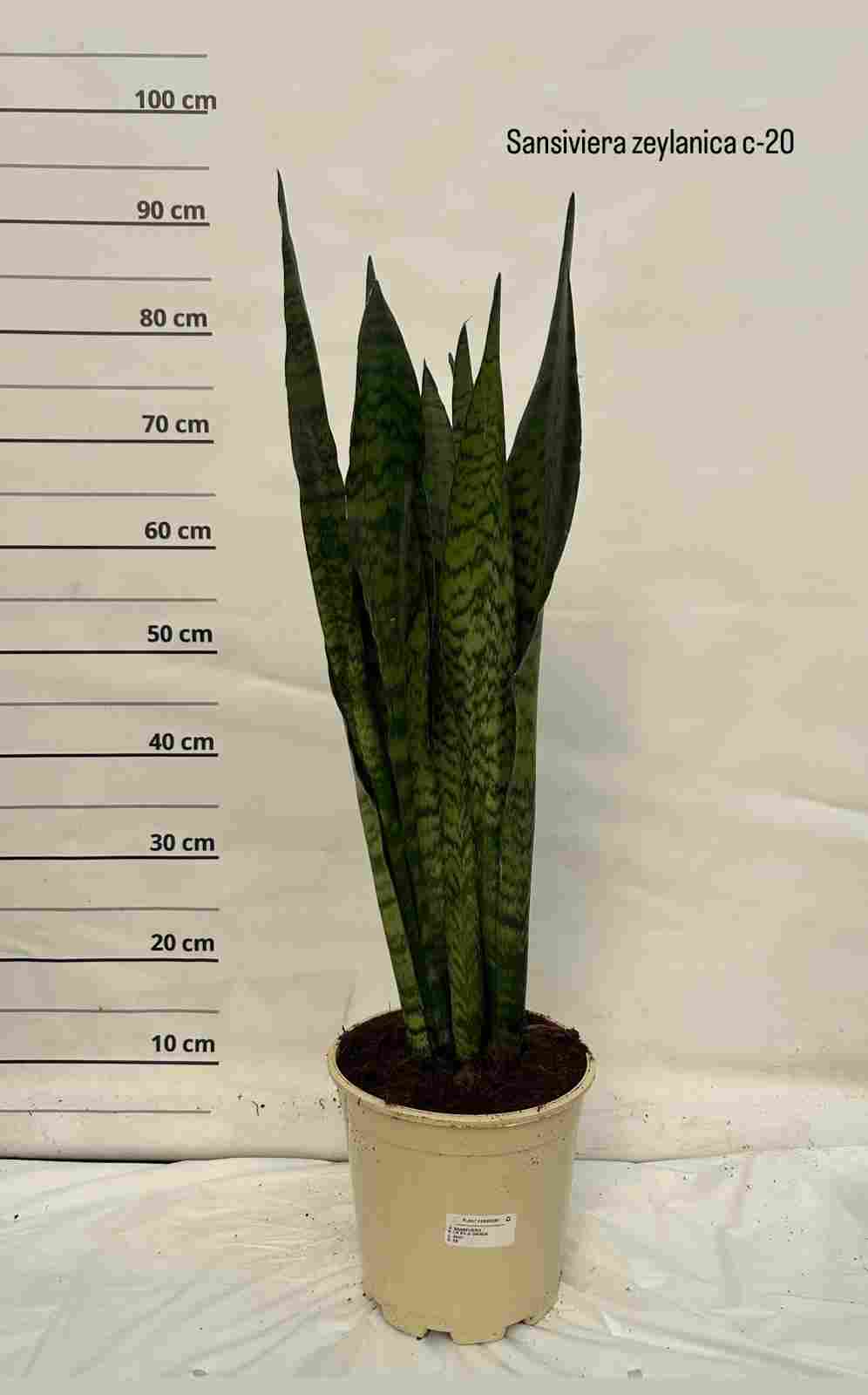 SANSEVIERIA ZEILANICA C 20