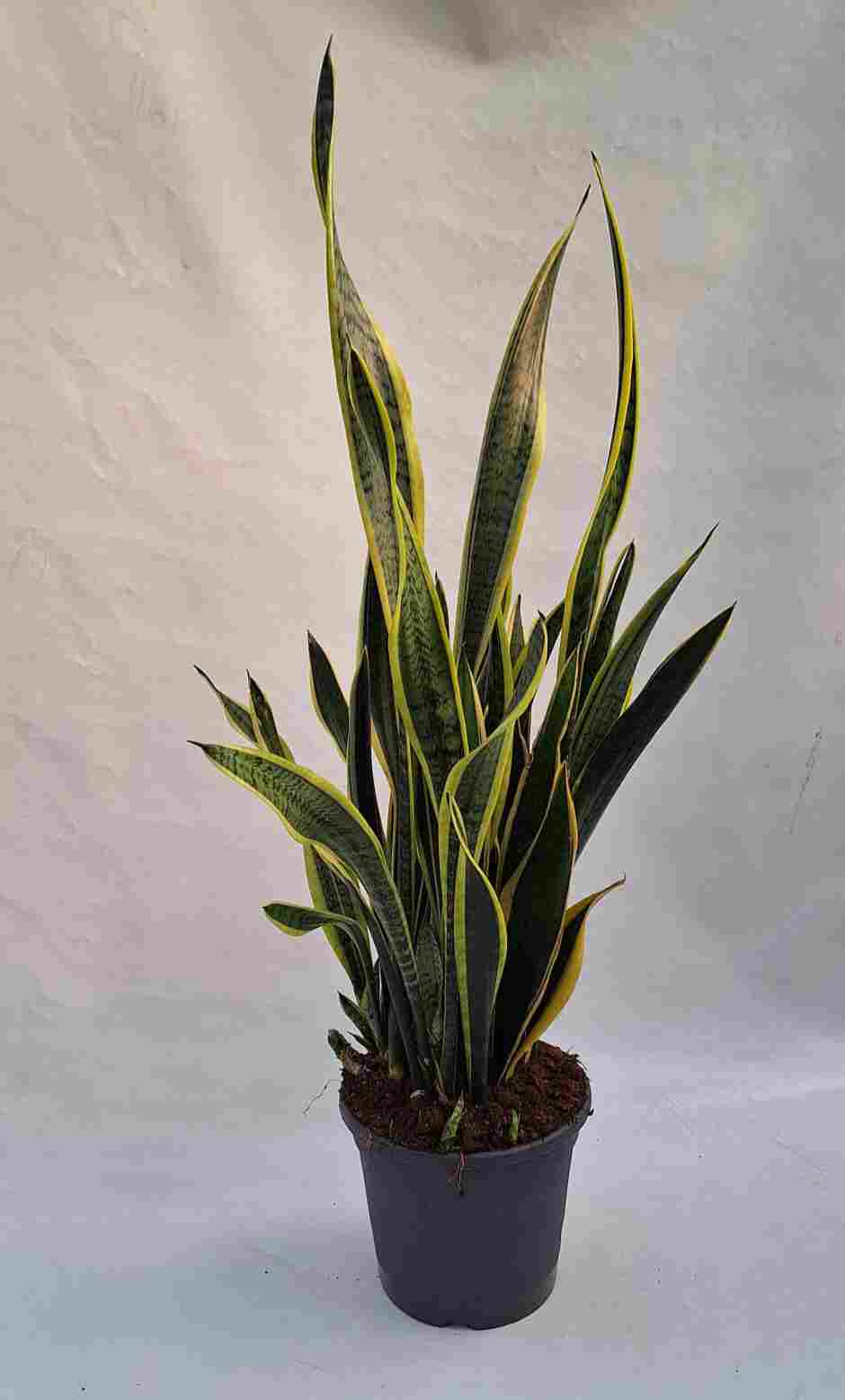 SANSEVIERIA LAURENTTI C 30 0.90-1.00 M