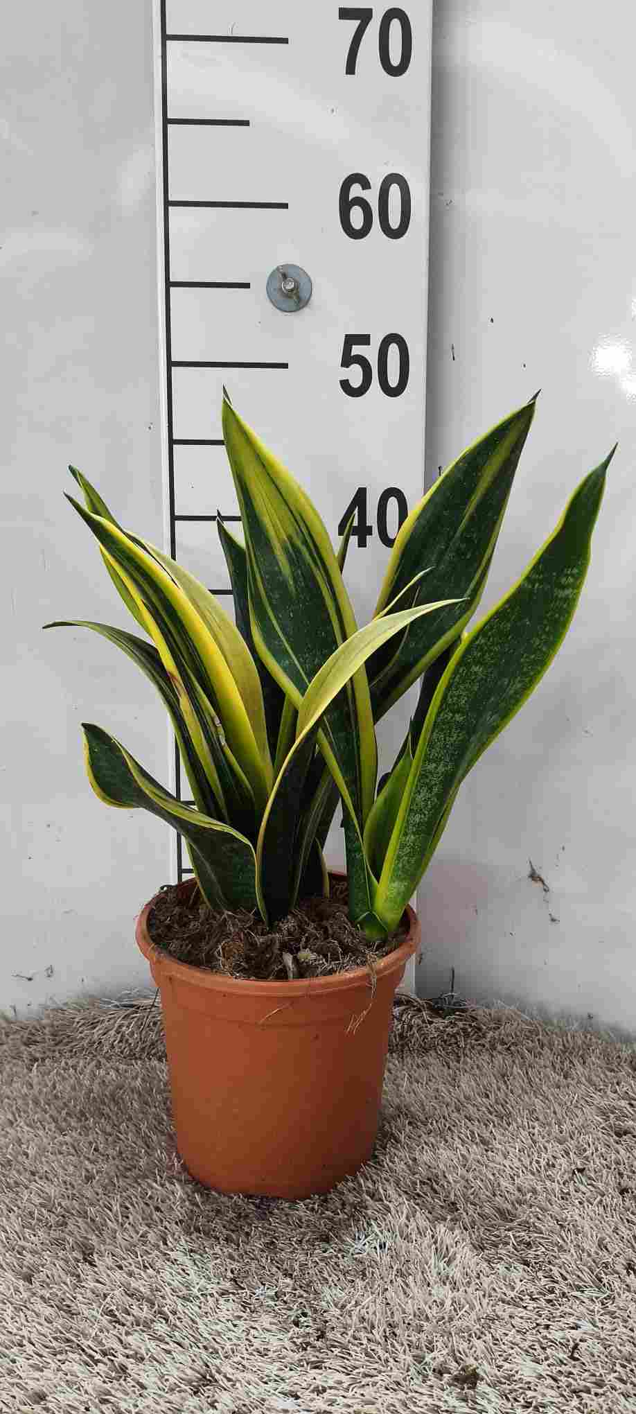 SANSEVIERA GOLDEN FLAME C 17