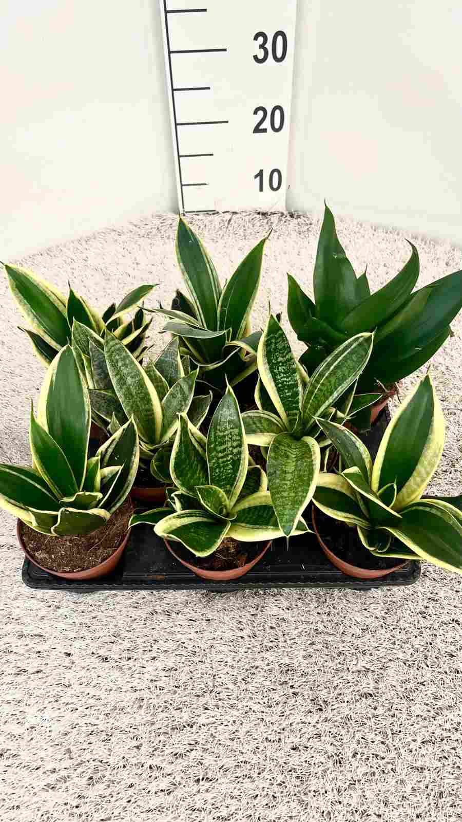SANSEVIERIA MIX C 12