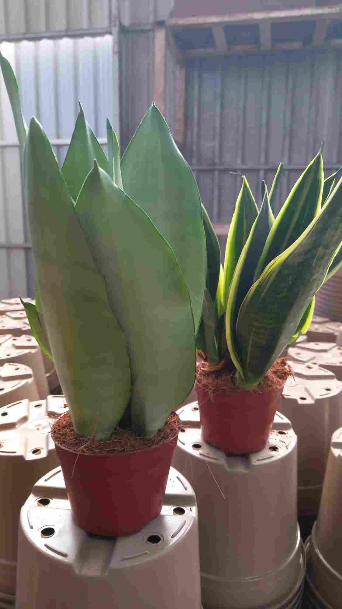 SANSEVIERIA MIX C 9 (18 U)