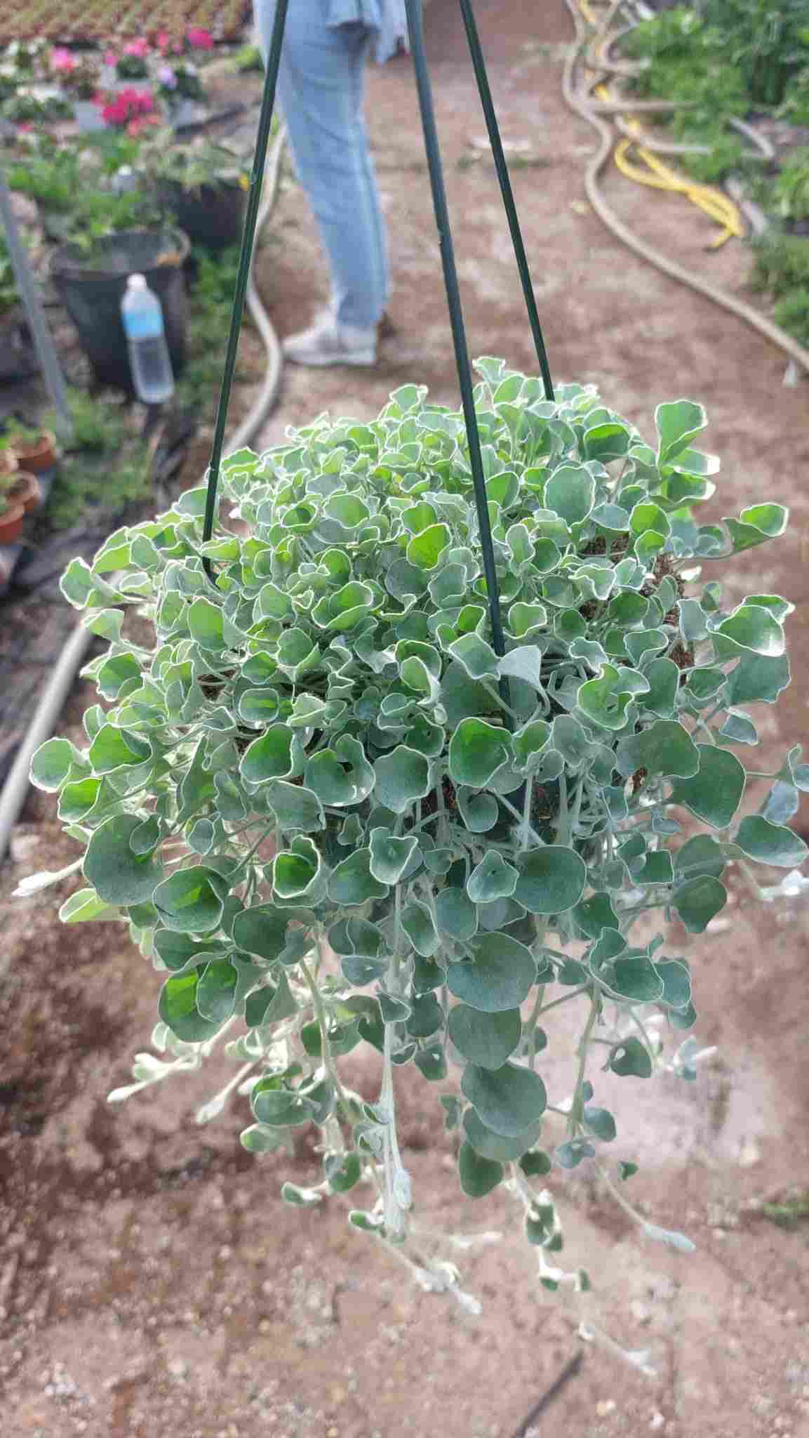 DICHONDRA SILVER C 15
