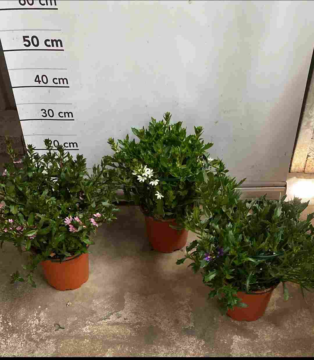 SCAEVOLA C 17 MIX