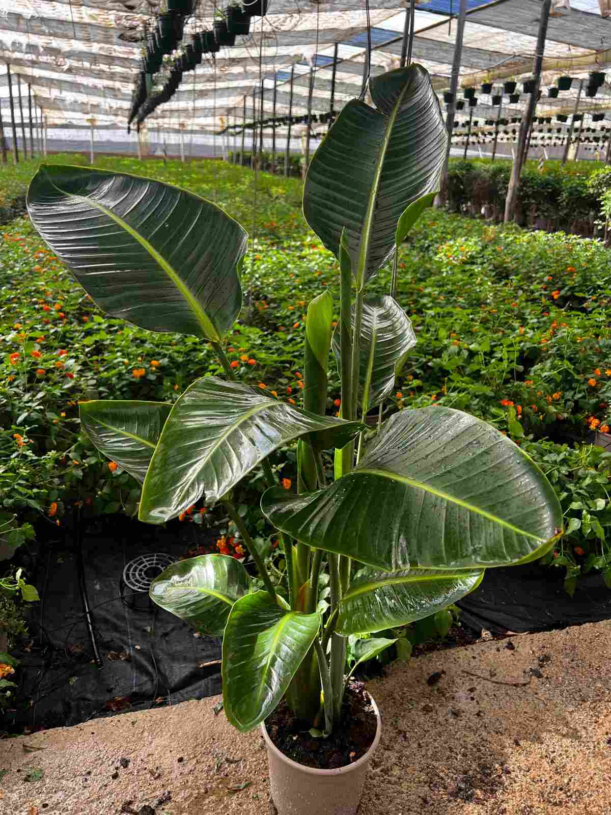 STRELITZIA AUGUSTA C 22 2 PLANTAS