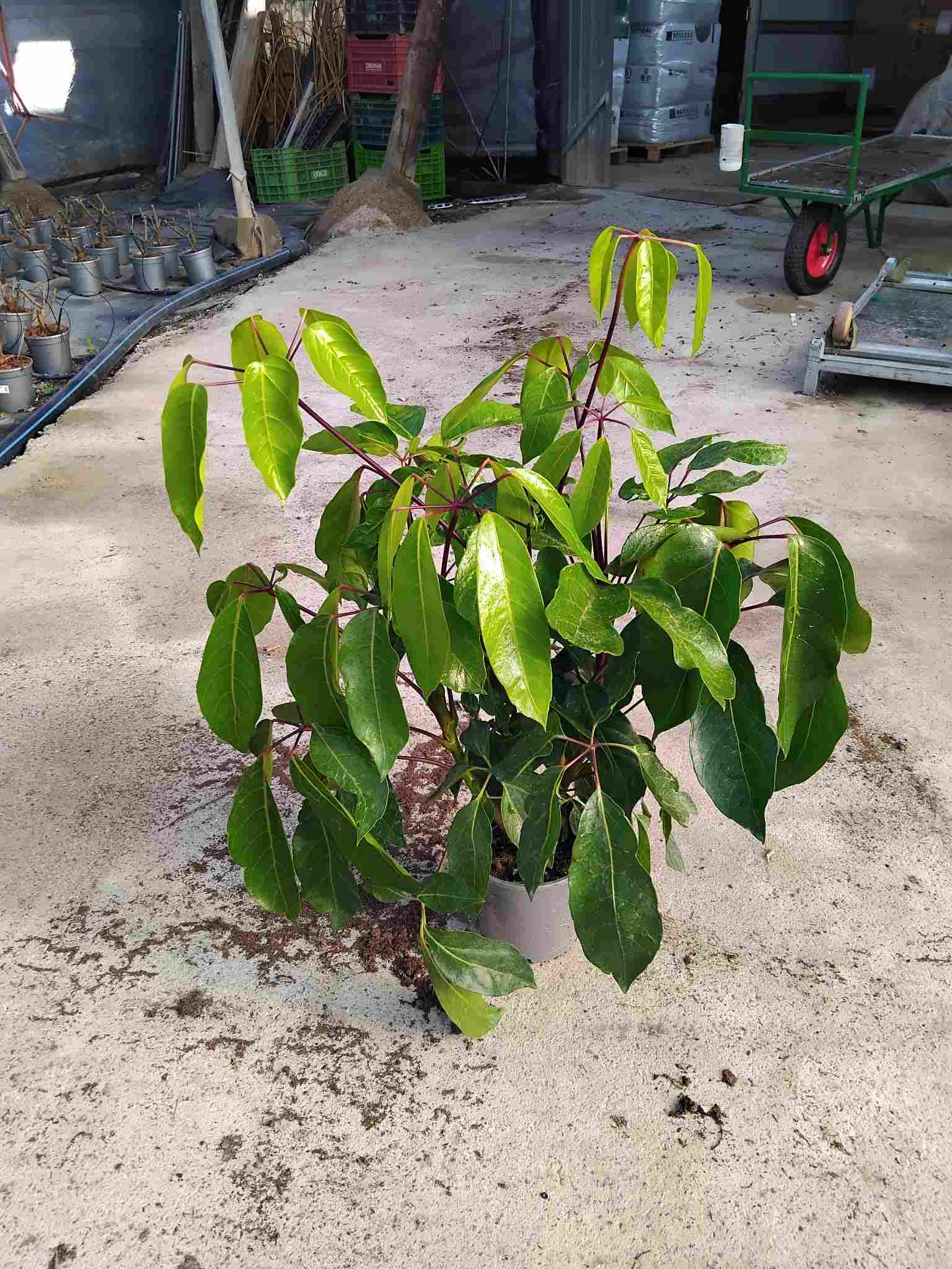 SCHEFFLERA ACTINOPHYLLA C 17 70-80 CM