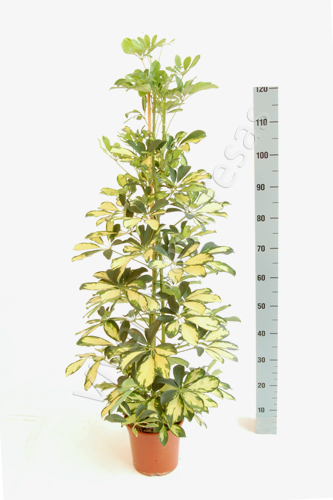 SCHEFFLERA DALTON C 20 1.20 M