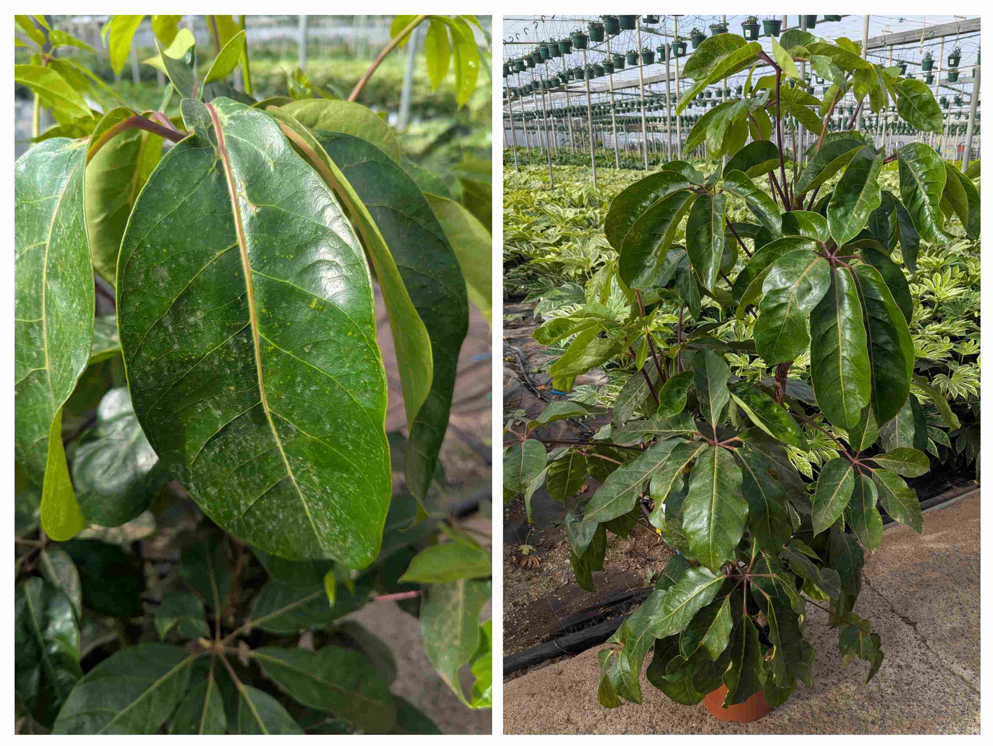SCHEFFLERA ACTINOPHYLLA C 30