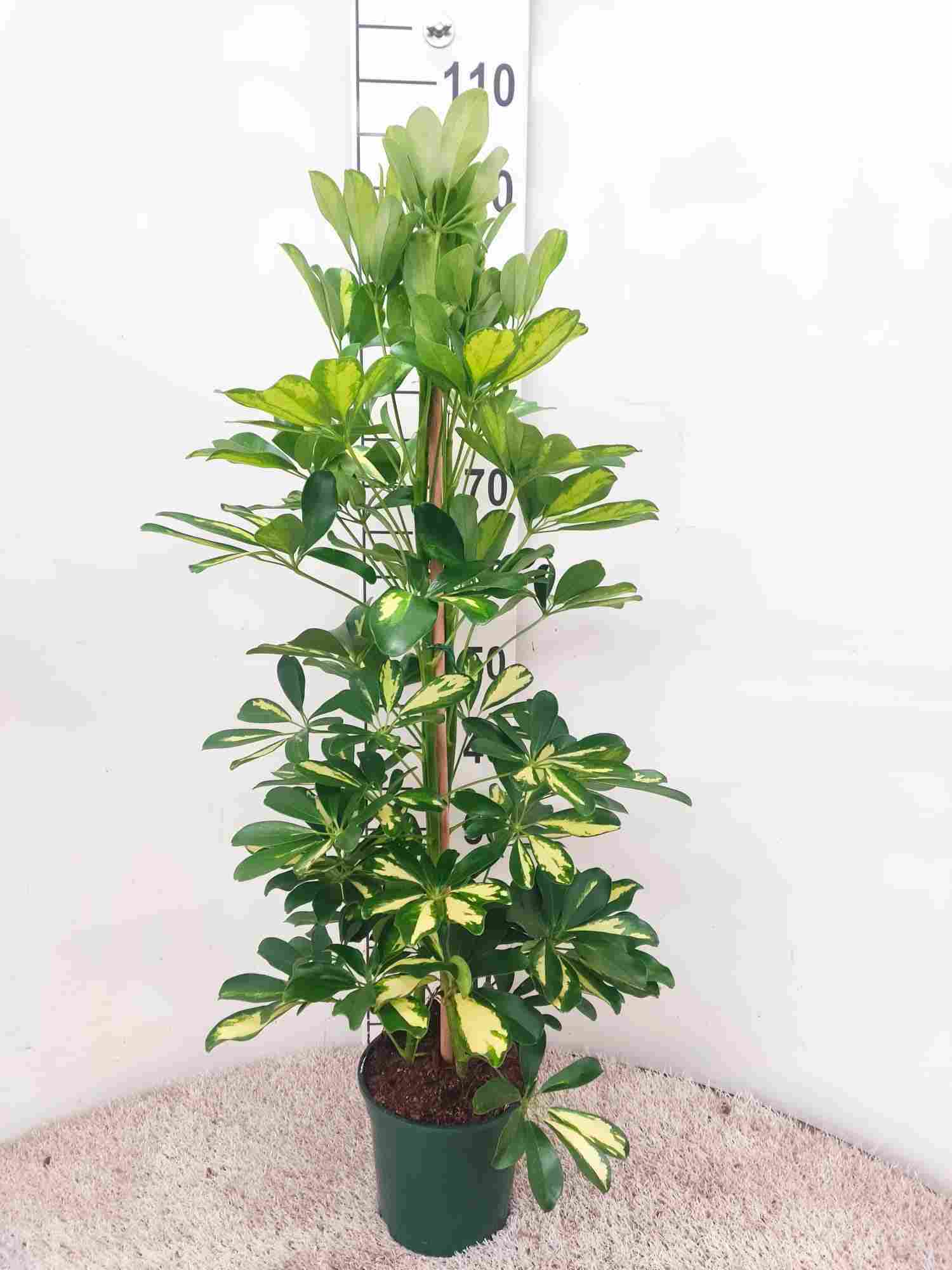 SCHEFFLERA GOLD CAPELLA C 17 90 CM