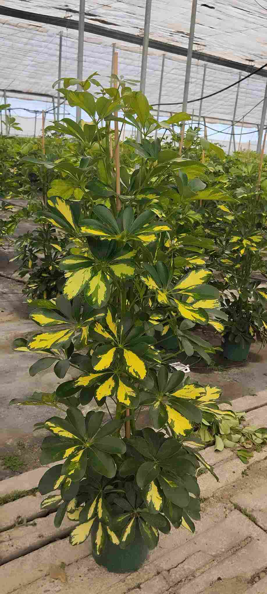 SCHEFFLERA GOLD CAPELLA C 20 120 CM