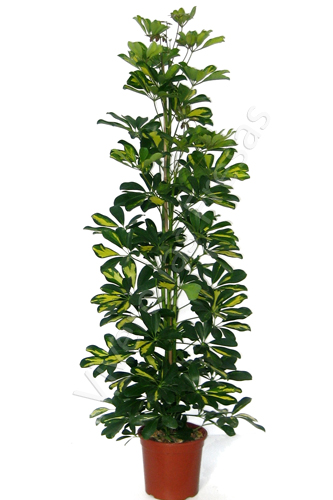 SCHEFFLERA GOLD CAPELLA C 22 150 CM