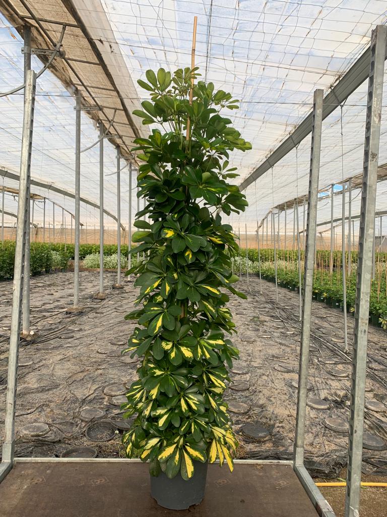 SCHEFFLERA GOLD CAPELLA C 30 180 CM