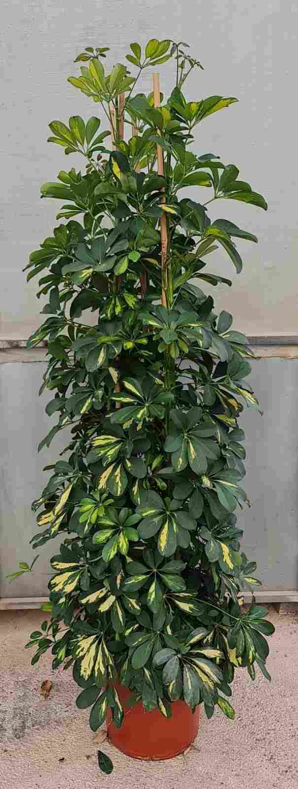 SCHEFFLERA GOLD CAPELLA C 35 GRUPO 1.80 M