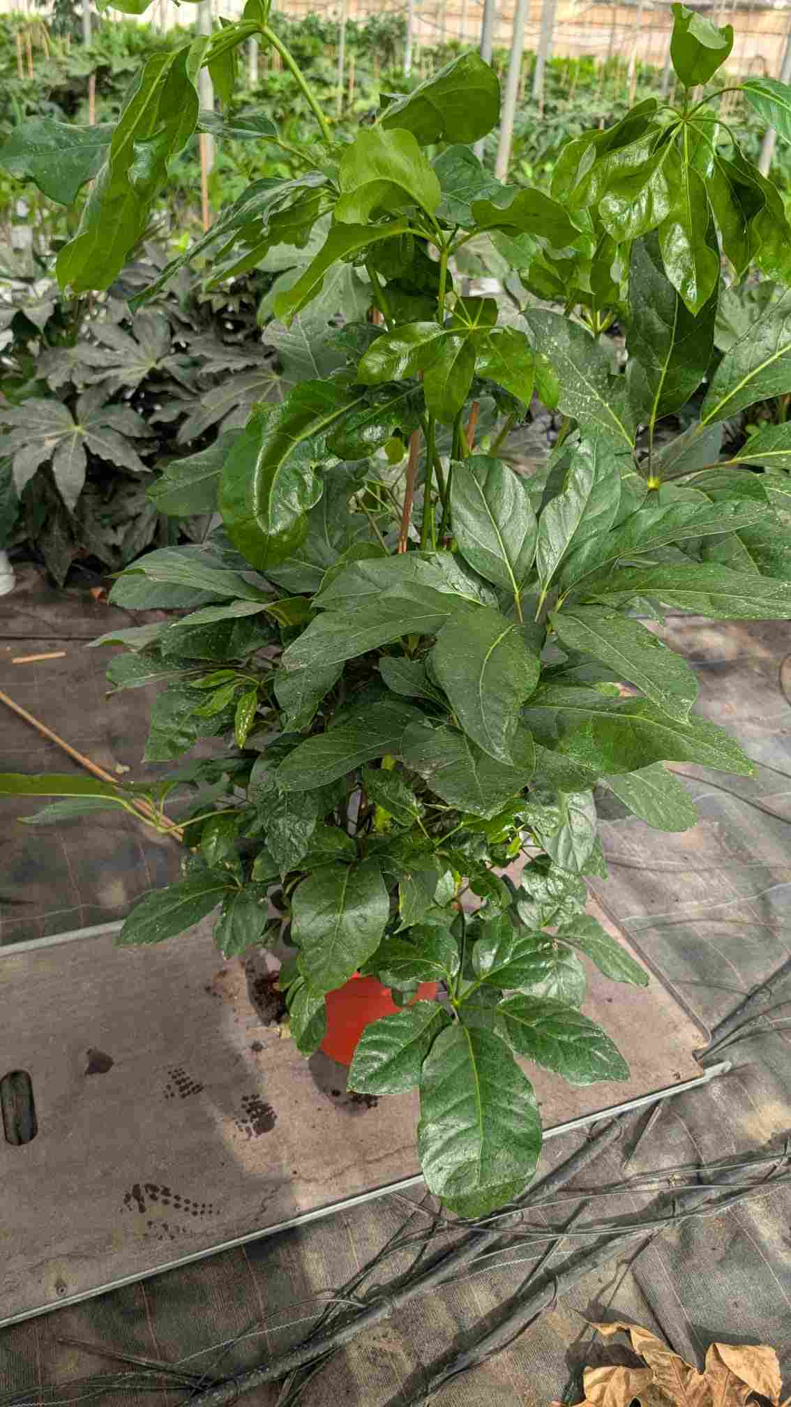 SCHEFFLERA ACTINOPHYLLA C 22 1,20 M