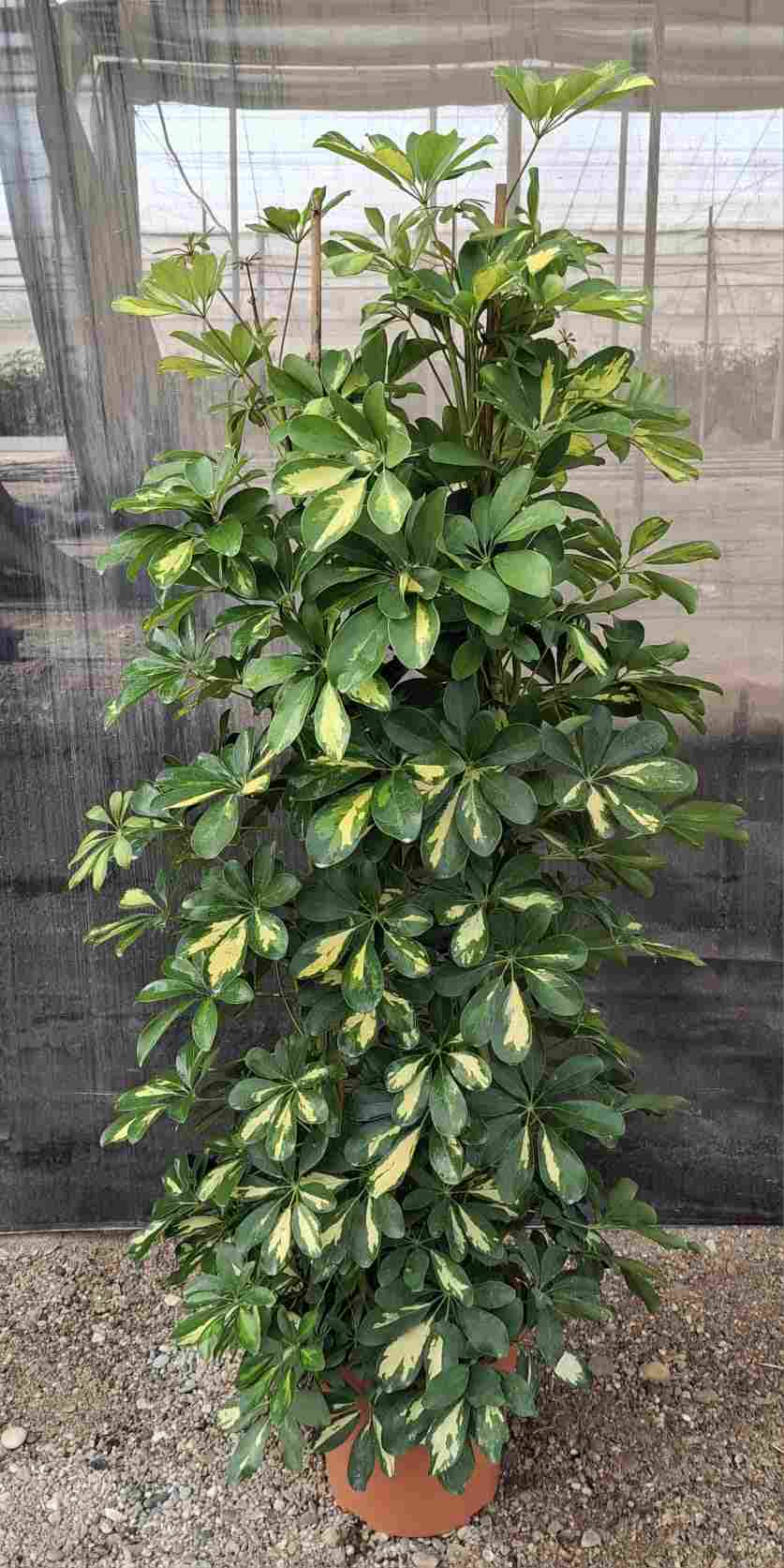 SCHEFFLERA GOLD CAPELLA GRUPO C 29