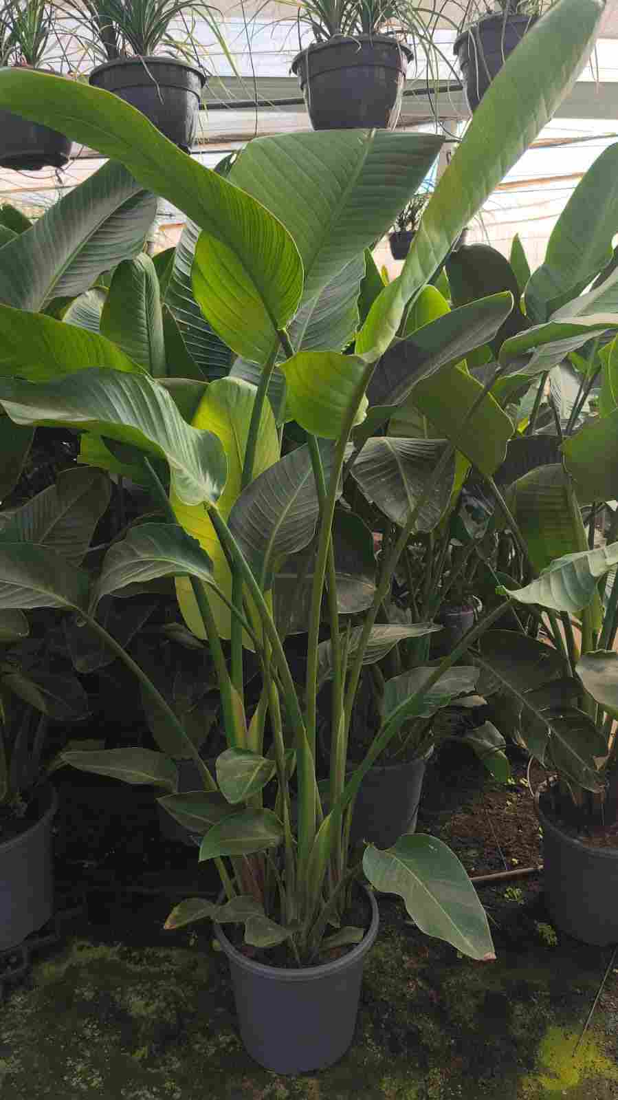 STRELITZIA AUGUSTA C 33 - 3 PLANTAS