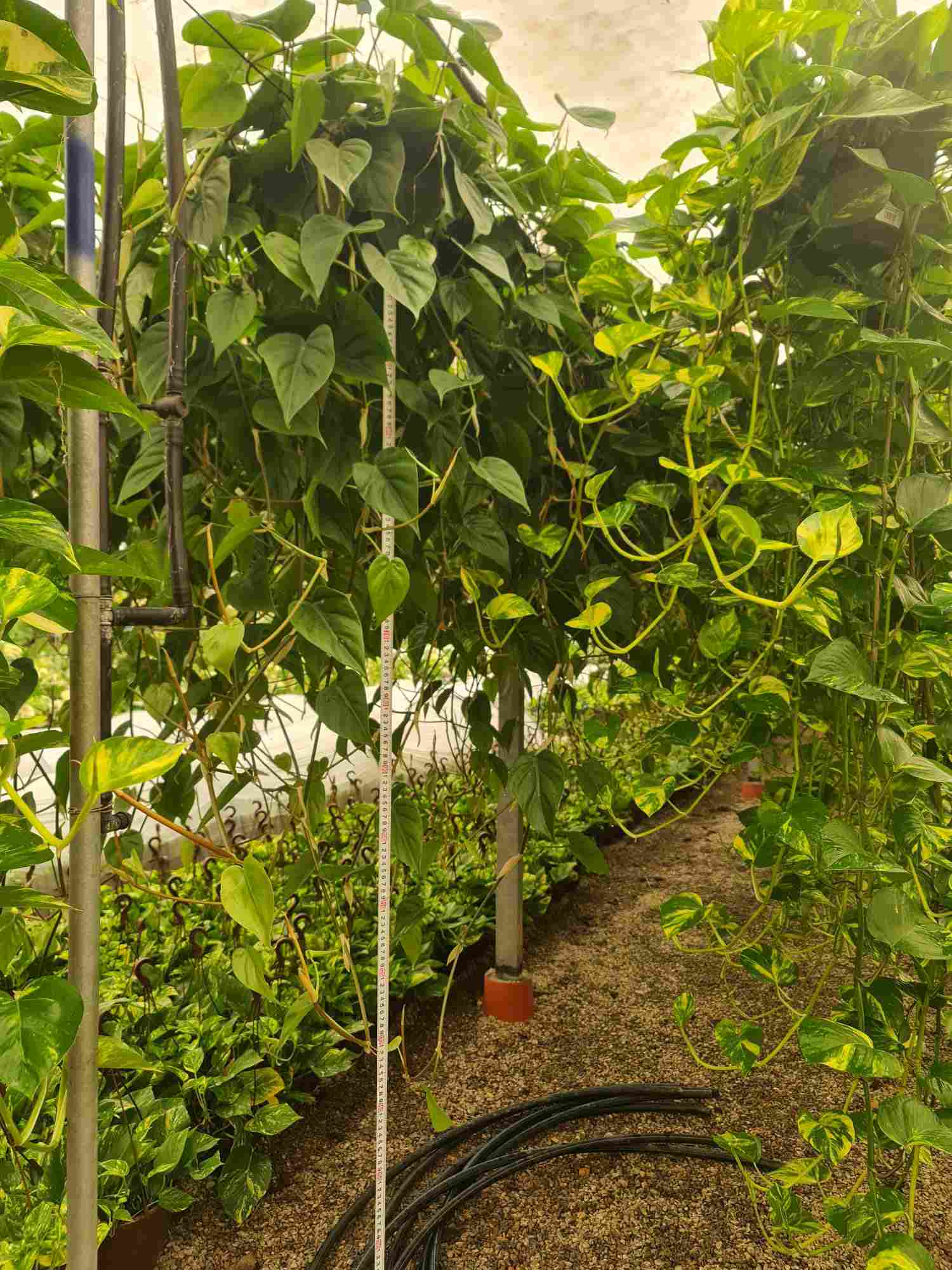 SCINDAPSUS  Y PHILODENDRO MIX C 20 RASTRA LARGA