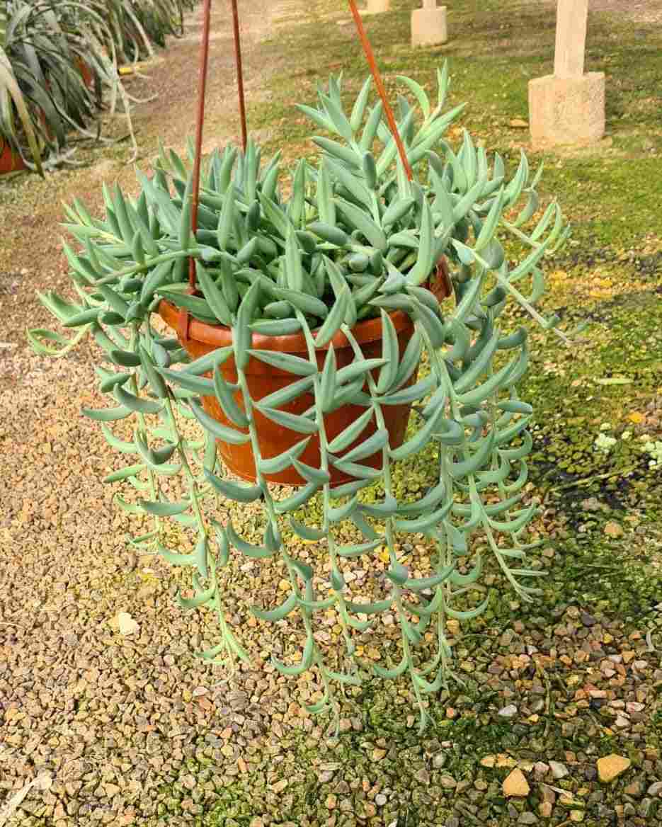 SENECIO MIX T 15 - COLGANTE