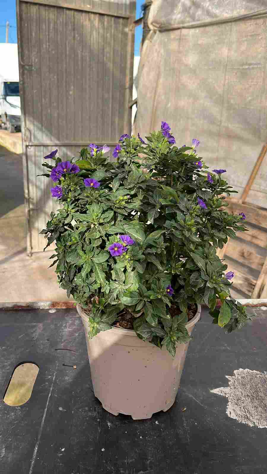 SOLANUM RANTONETTI C 20 ARBUSTIVO