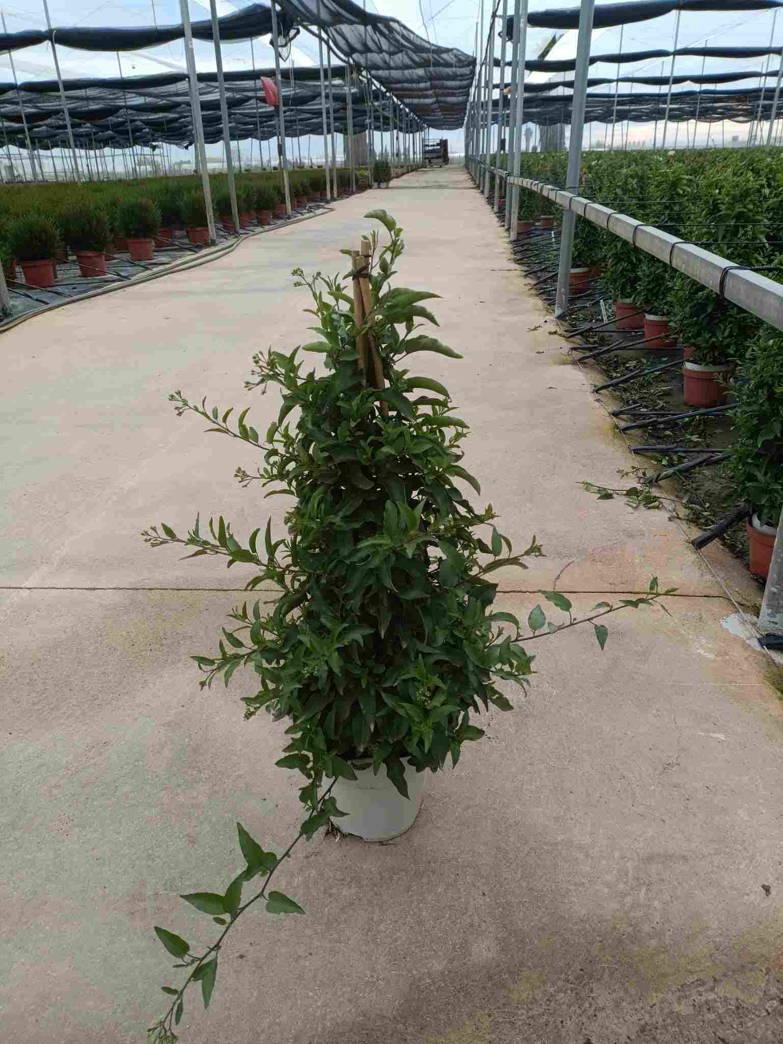 SOLANUM JASMINOIDE C 17 PIRAMIDE 70 CM "P"
