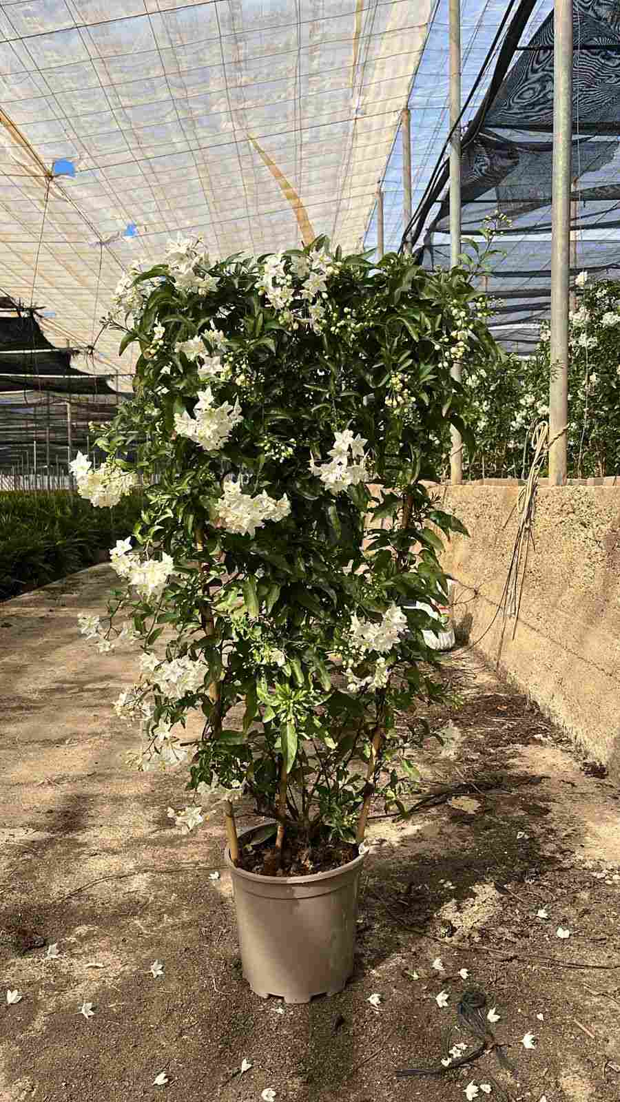 SOLANUM JASMINOIDE C 20 ESPALDERA 85 CM