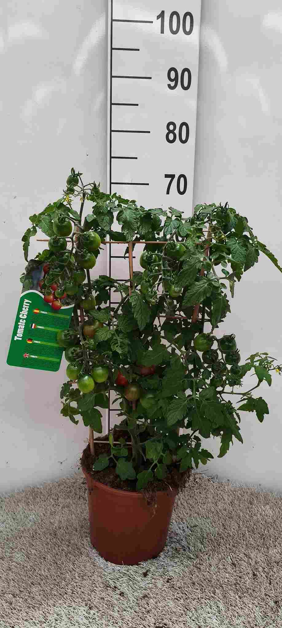 SOLANUM TOMATE ESPALDERA C 19 60 CM