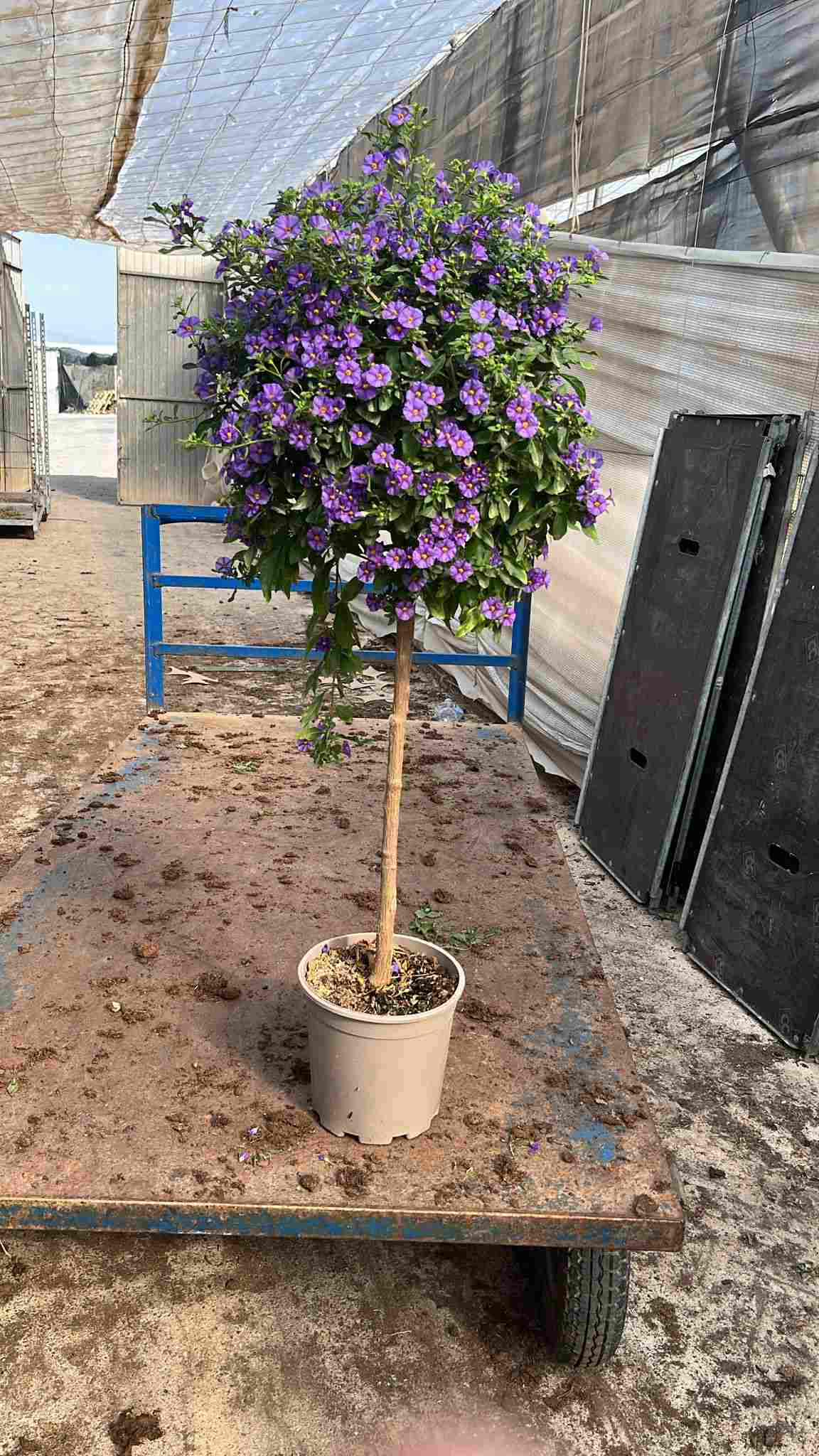 SOLANUM RANTONETTI C 20 COPA