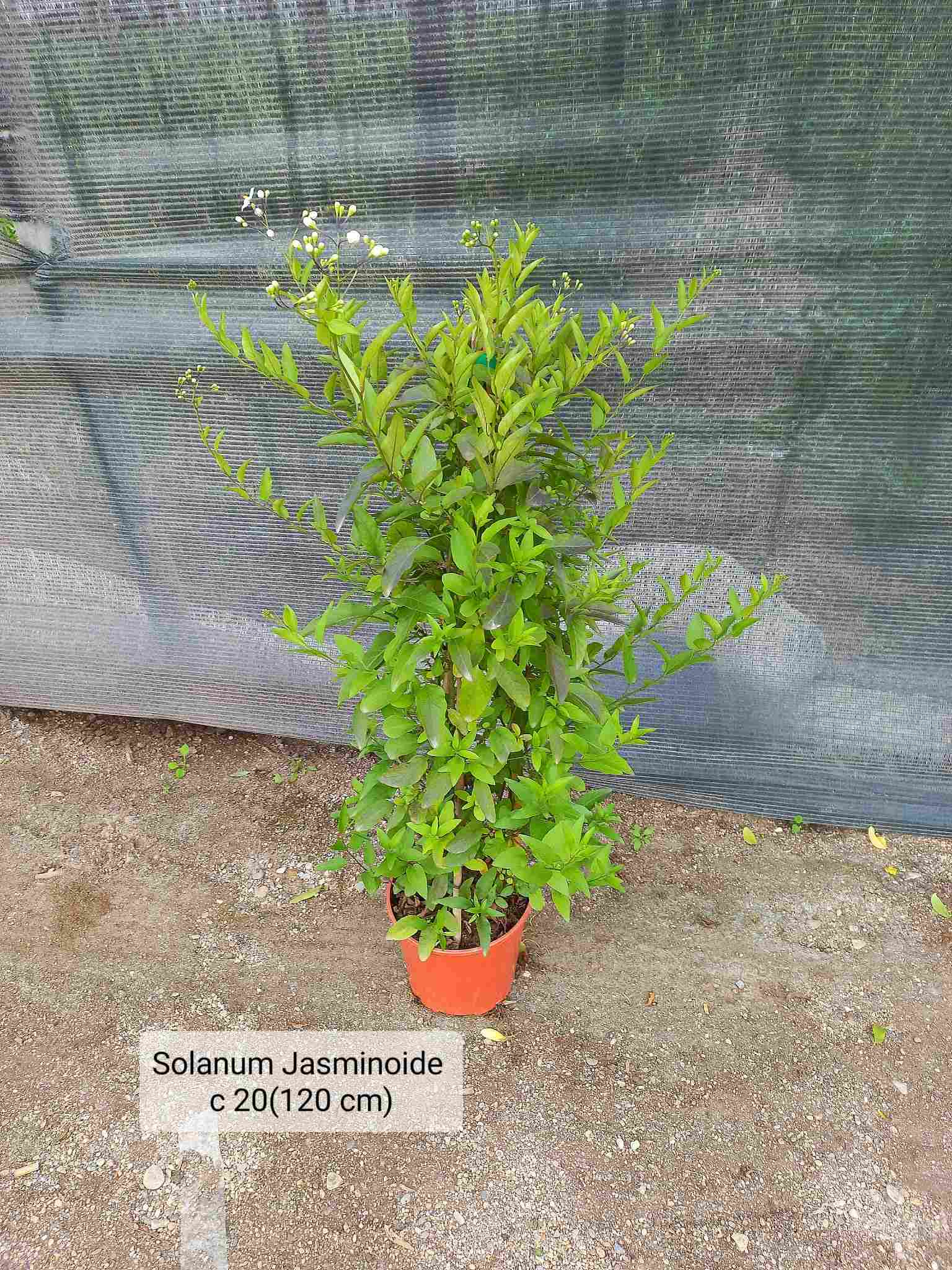 SOLANUM JASMINOIDE  C 20 1.20 M