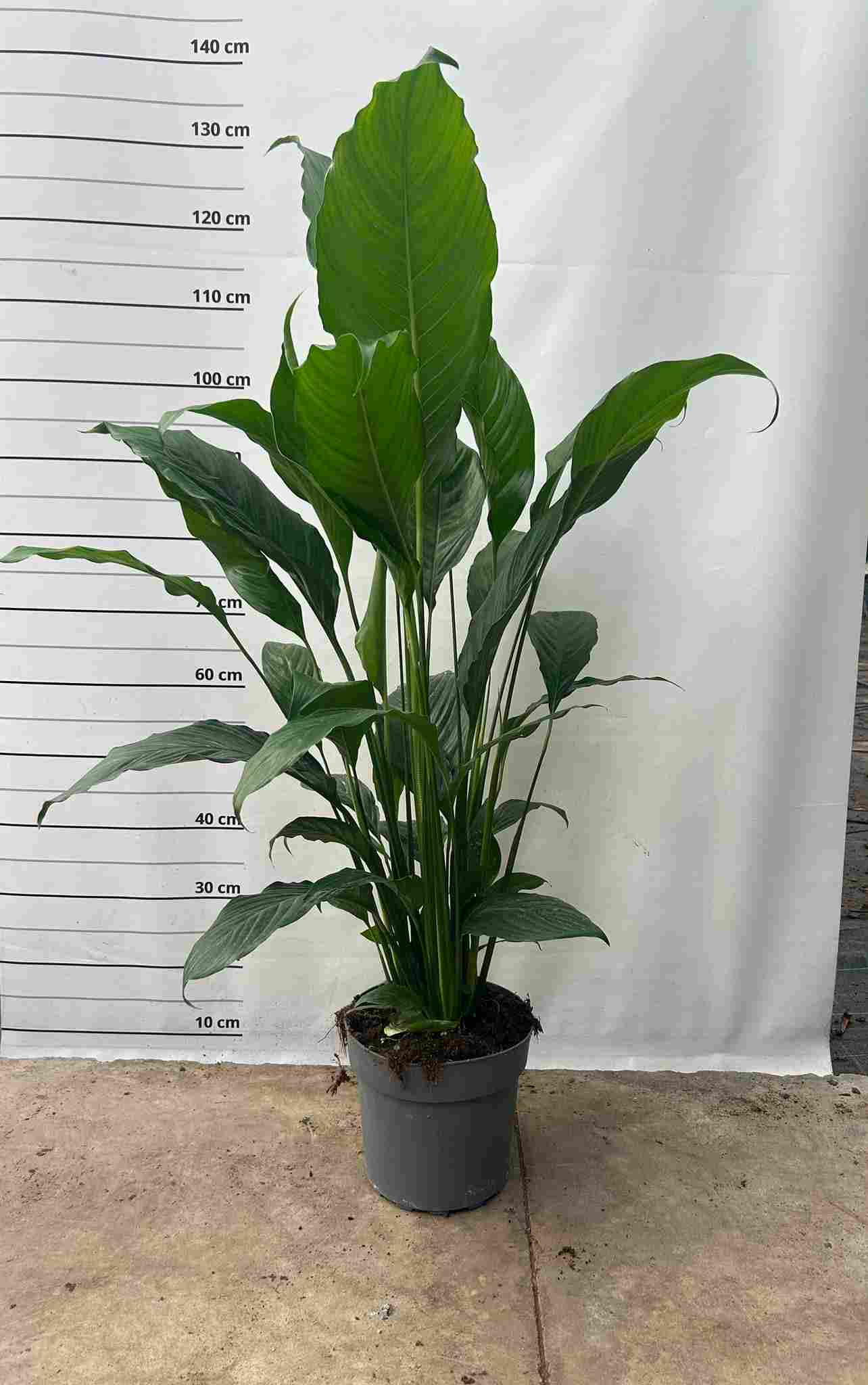 SPATHIPHYLLUM C 20