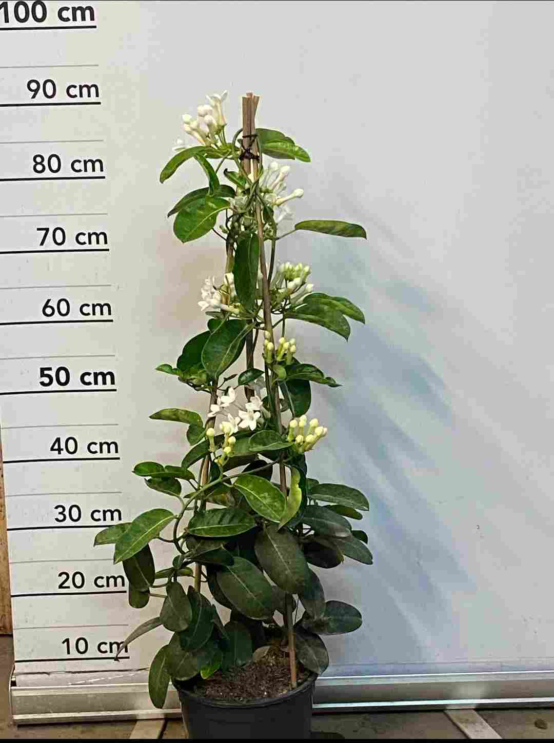 STEPHANOTIS C 20 PIRAMIDE 0.90 M