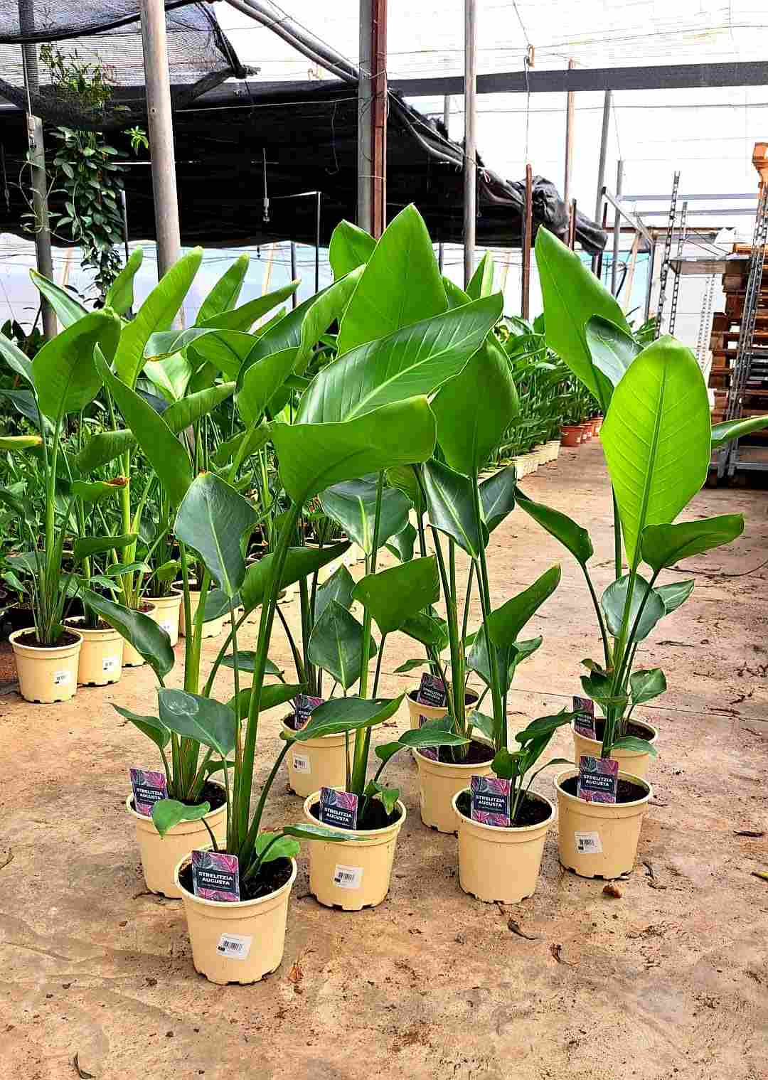 STRELITZIA AUGUSTA C 17 1 PLANTAS