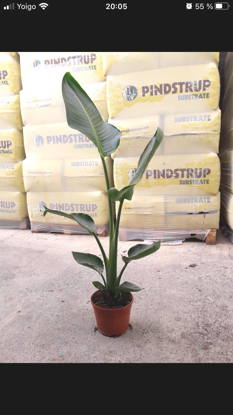 STRELITZIA REGINAE C 20 MANDELA GOLD 2 PLANTAS