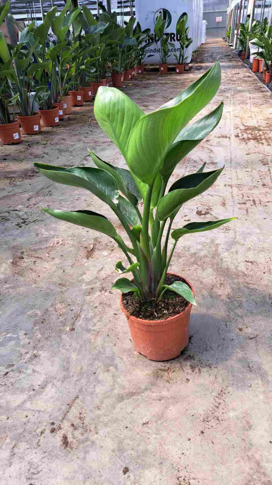STRELITZIA AUGUSTA C 20 2 PLANTAS