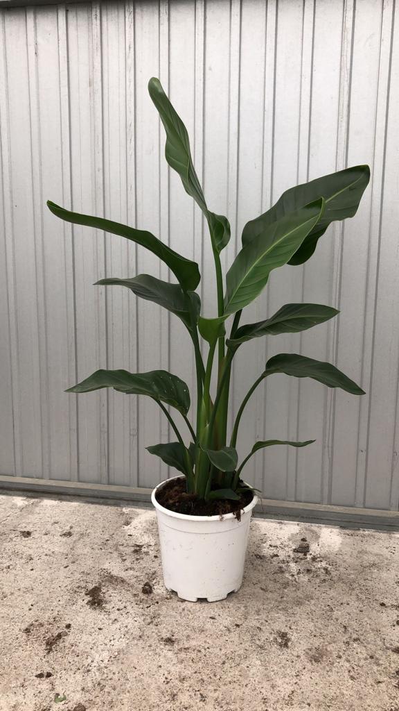 STRELITZIA AUGUSTA C 22 3 PLANTAS 1.70 -1.90 CM