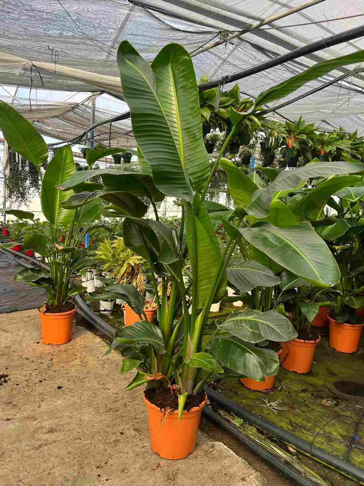 STRELITZIA AUGUSTA C 35 3-4 PLANTAS 1.80 M