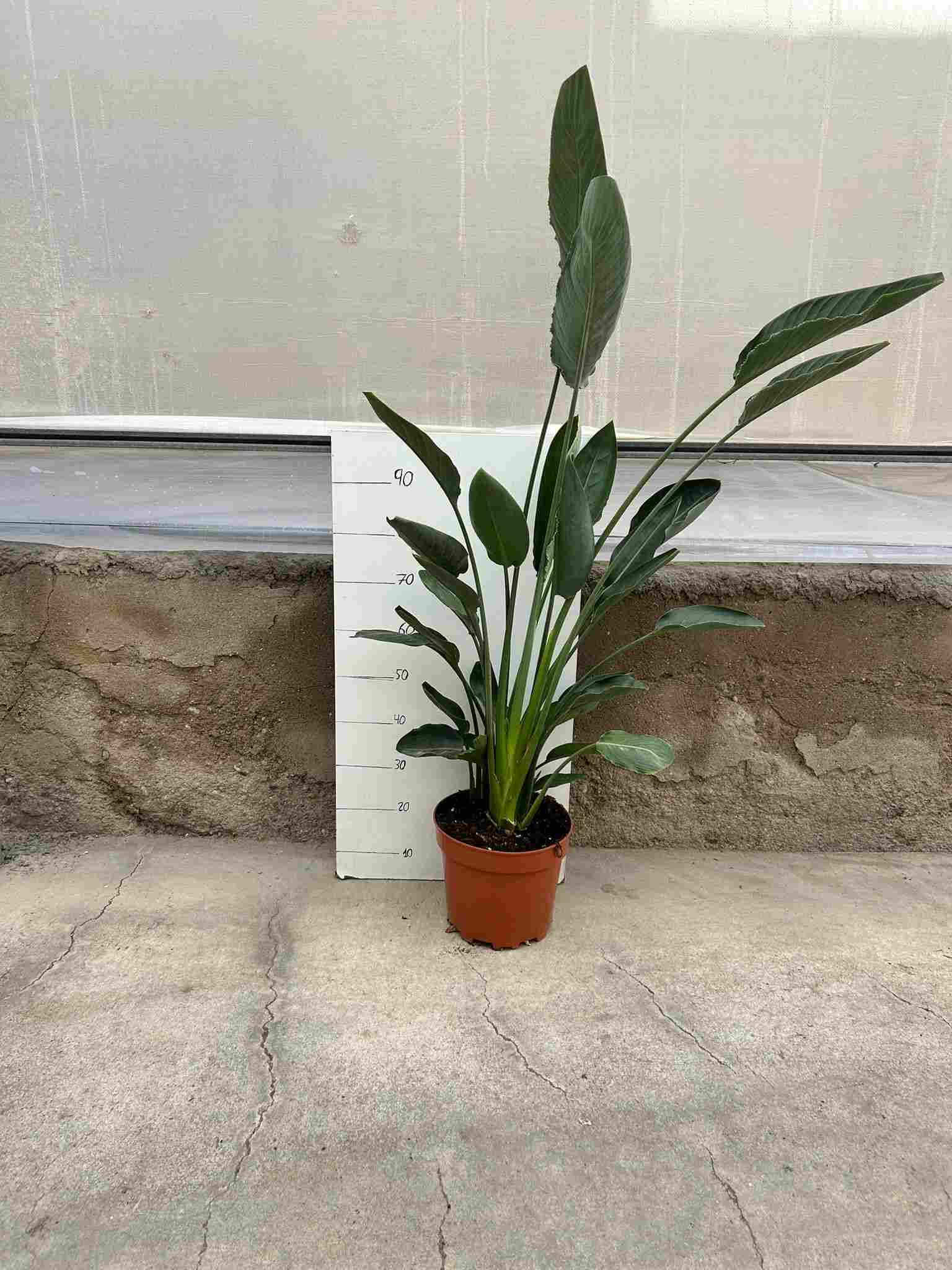 STRELITZIA REGINAE C 30 4 PLANTAS