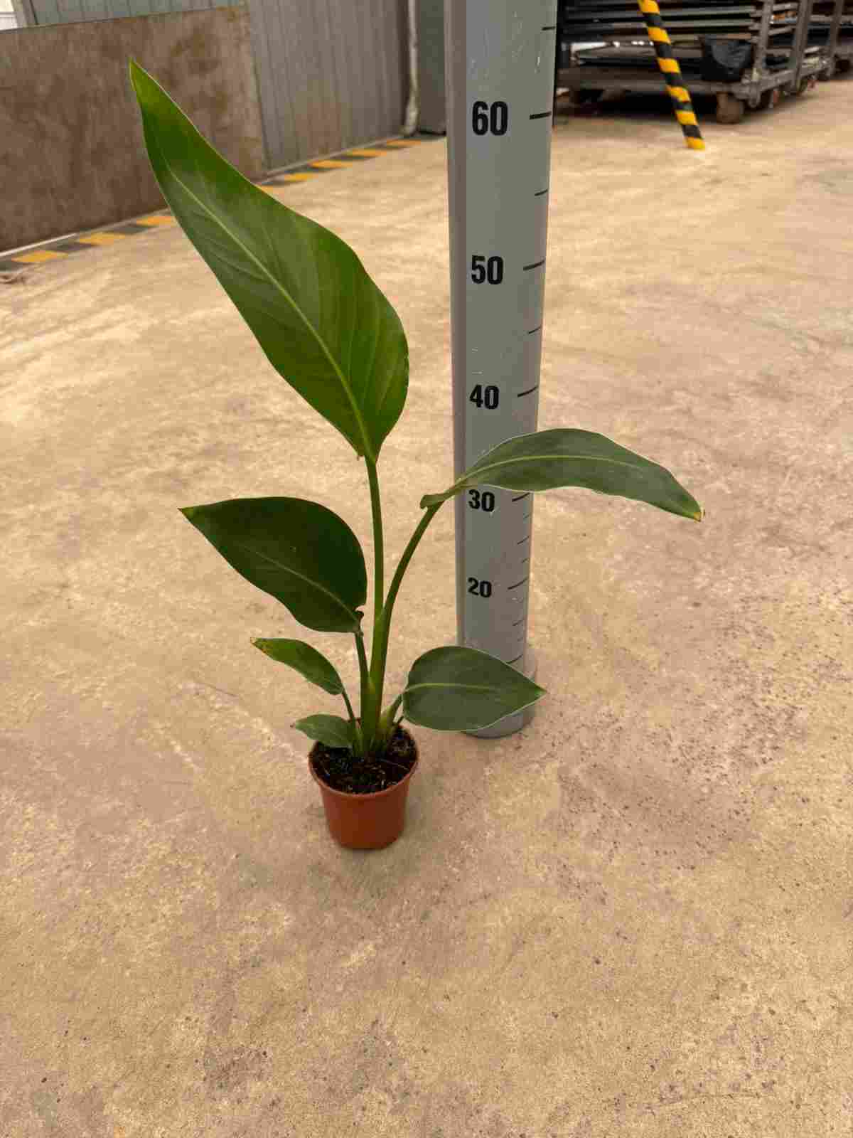 STRELITZIA AUGUSTA C 10.5