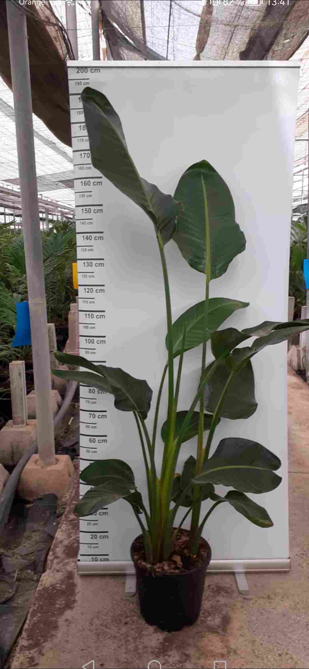 STRELITZIA AUGUSTA C 30 - 3 PLANTAS