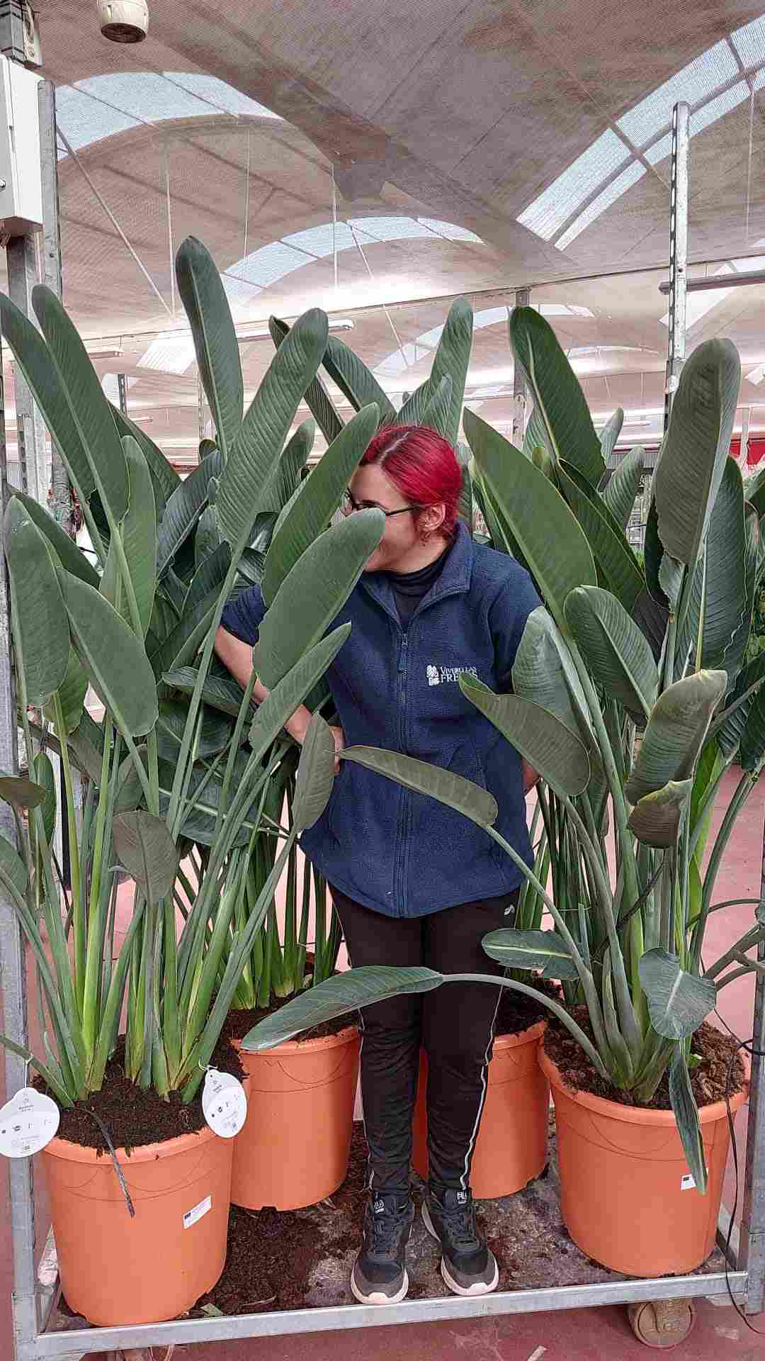 STRELITZIA REGINAE C 45 GRUPO