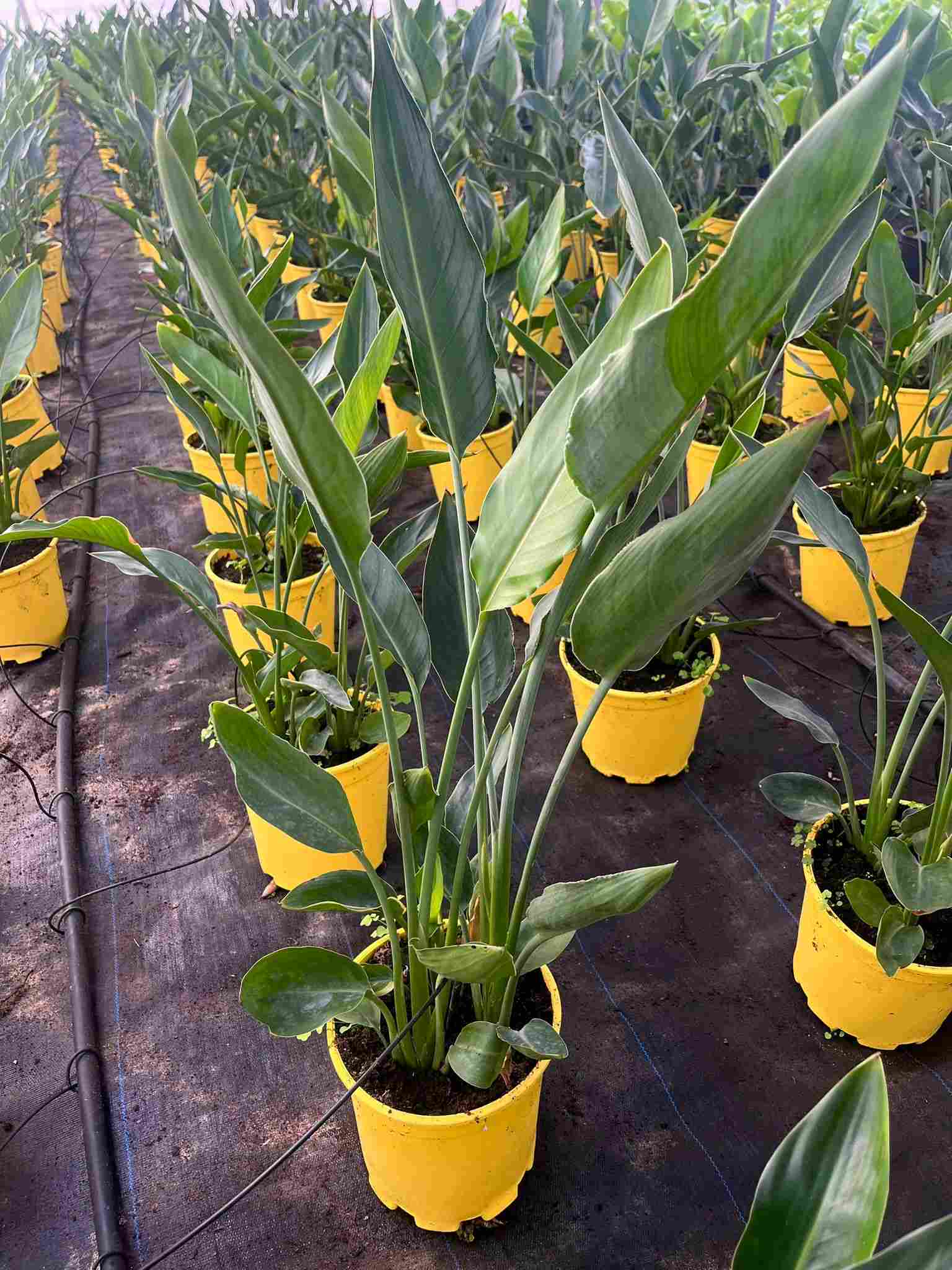 STRELITZIA REGINAE C 20 2 PLANTAS