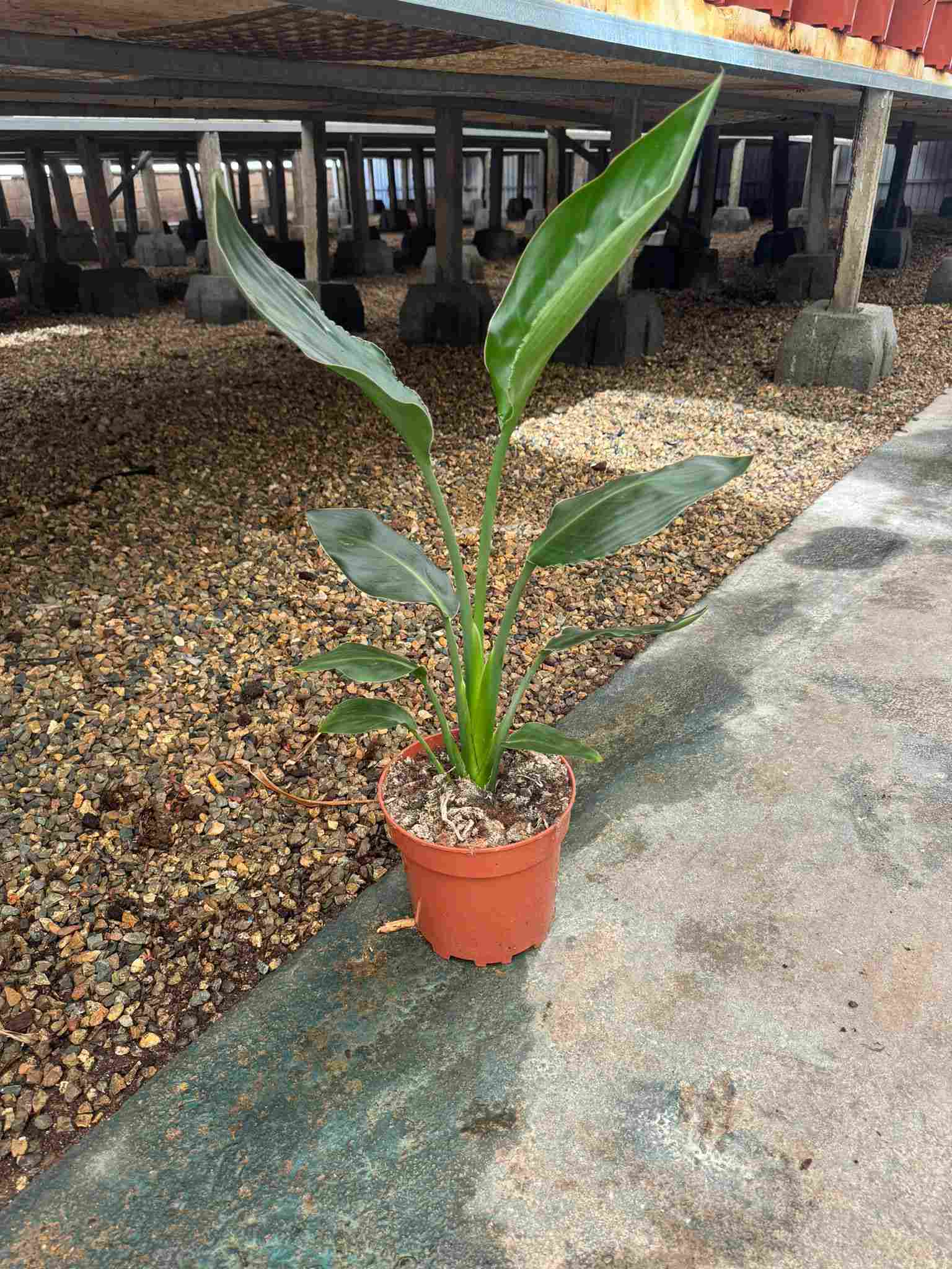 STRELITZIA REGINAE C 17 1 PLANTA