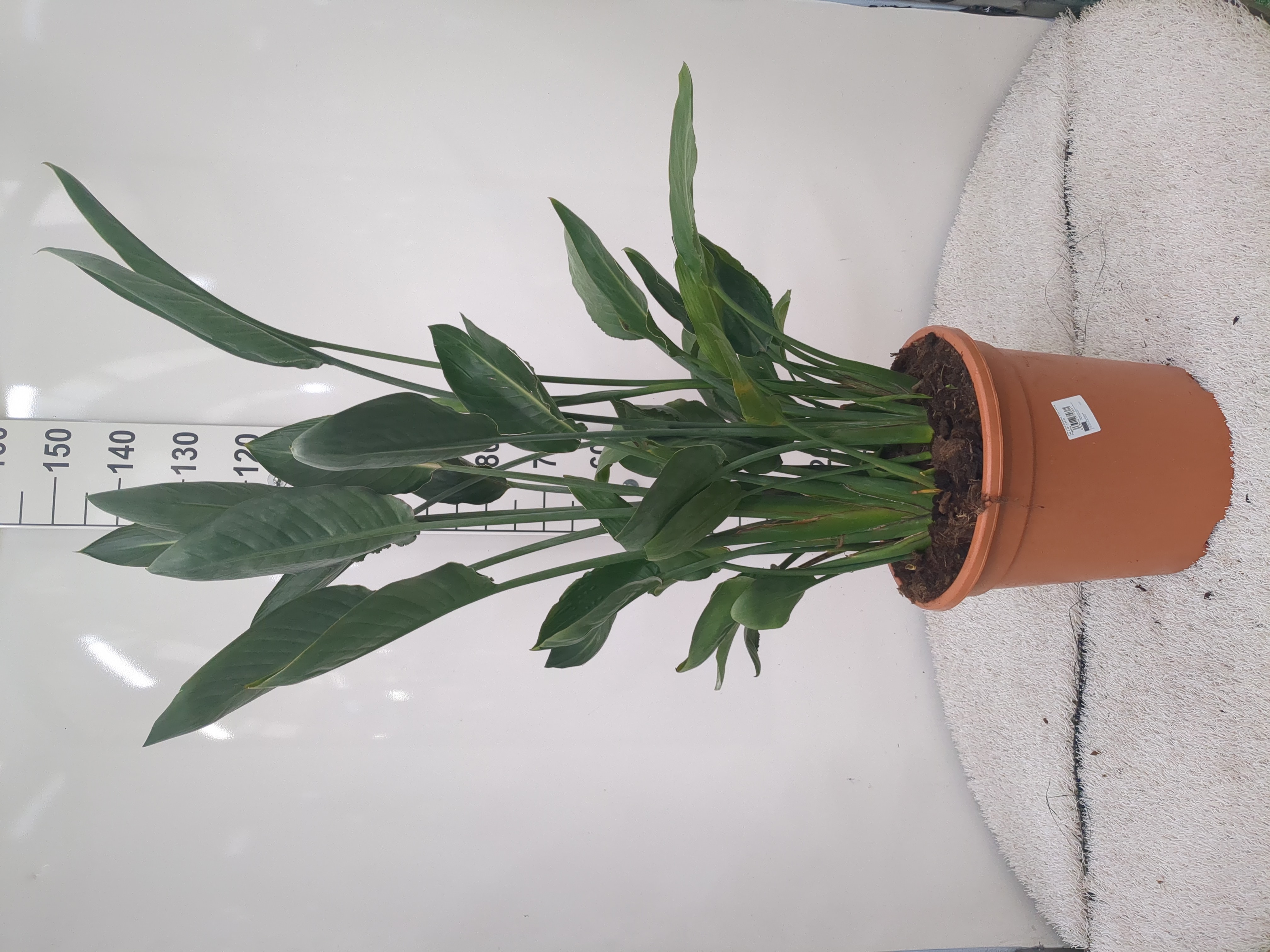 STRELITZIA REGINAE C 35 4 PLANTAS 1.10 - 1.20 M