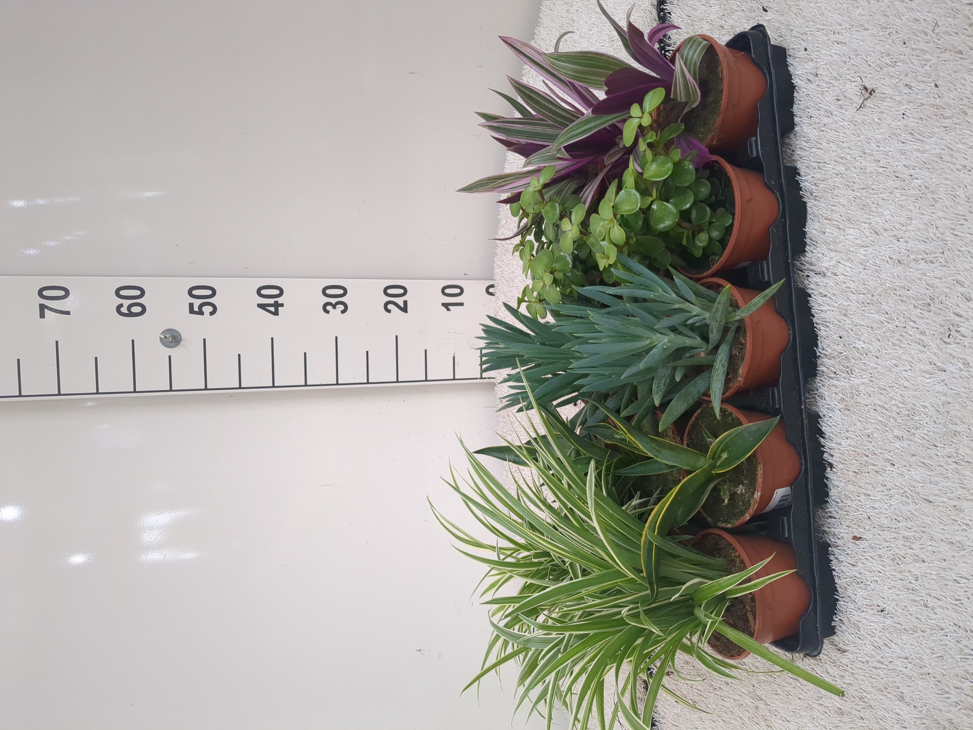 PLANTA VERDE MIX C 11 (15 UNIDADES )